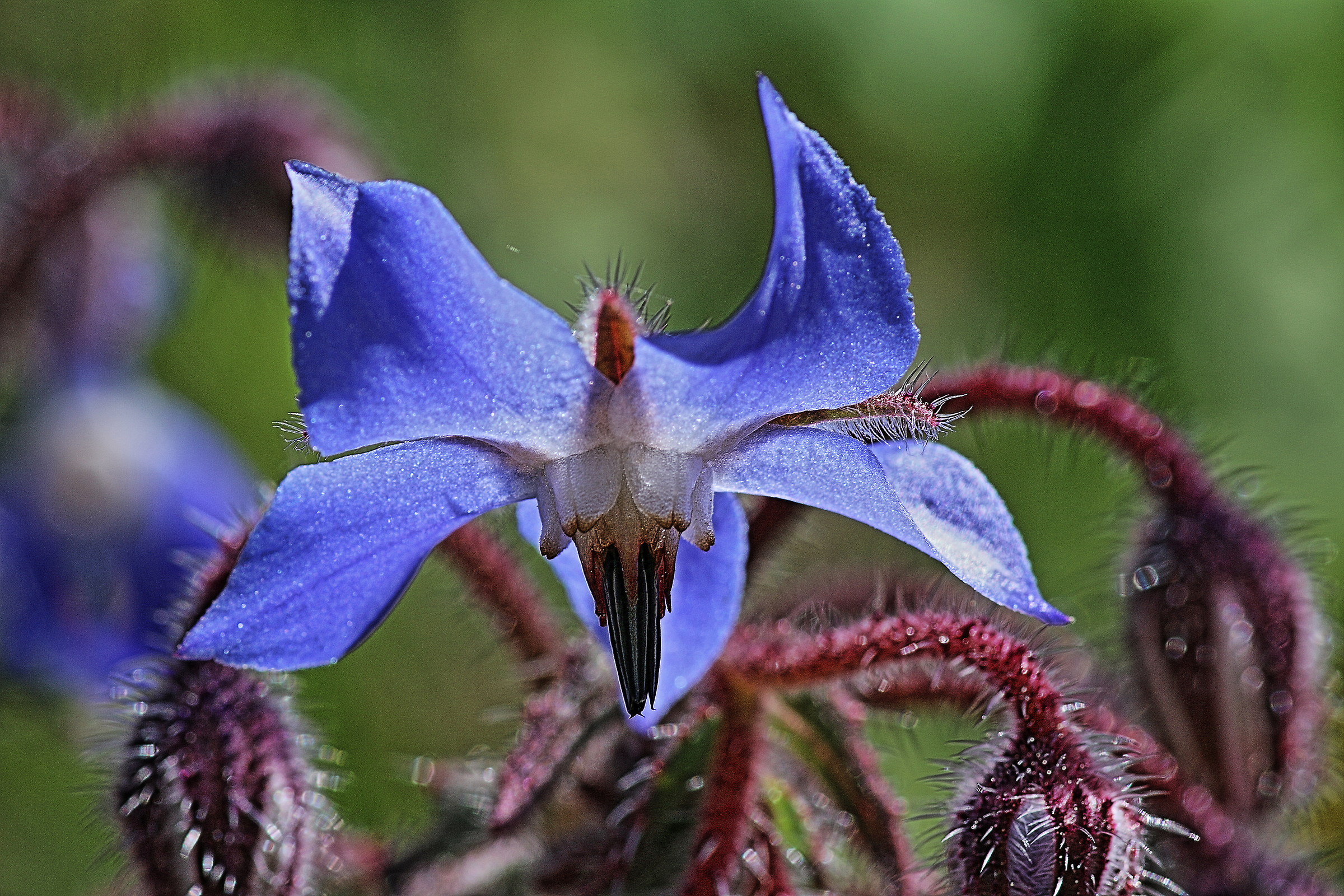 Borage (Borago officinalis)
