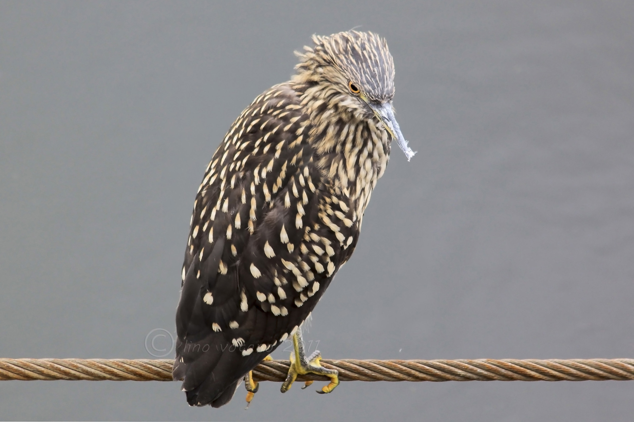Black-crowed night heron