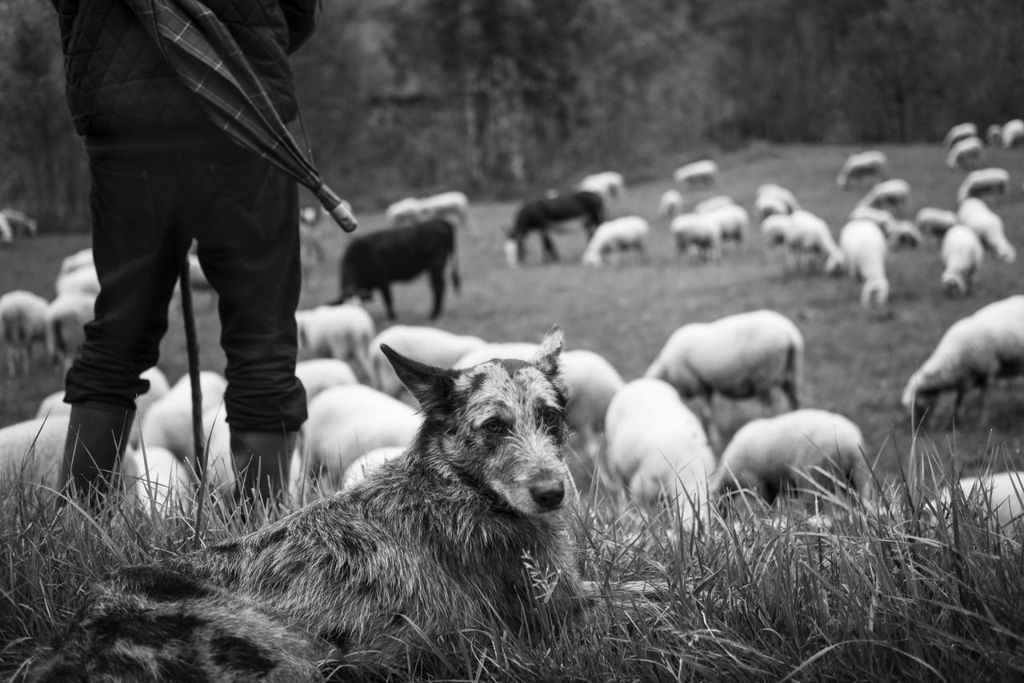 The keeper of the flock