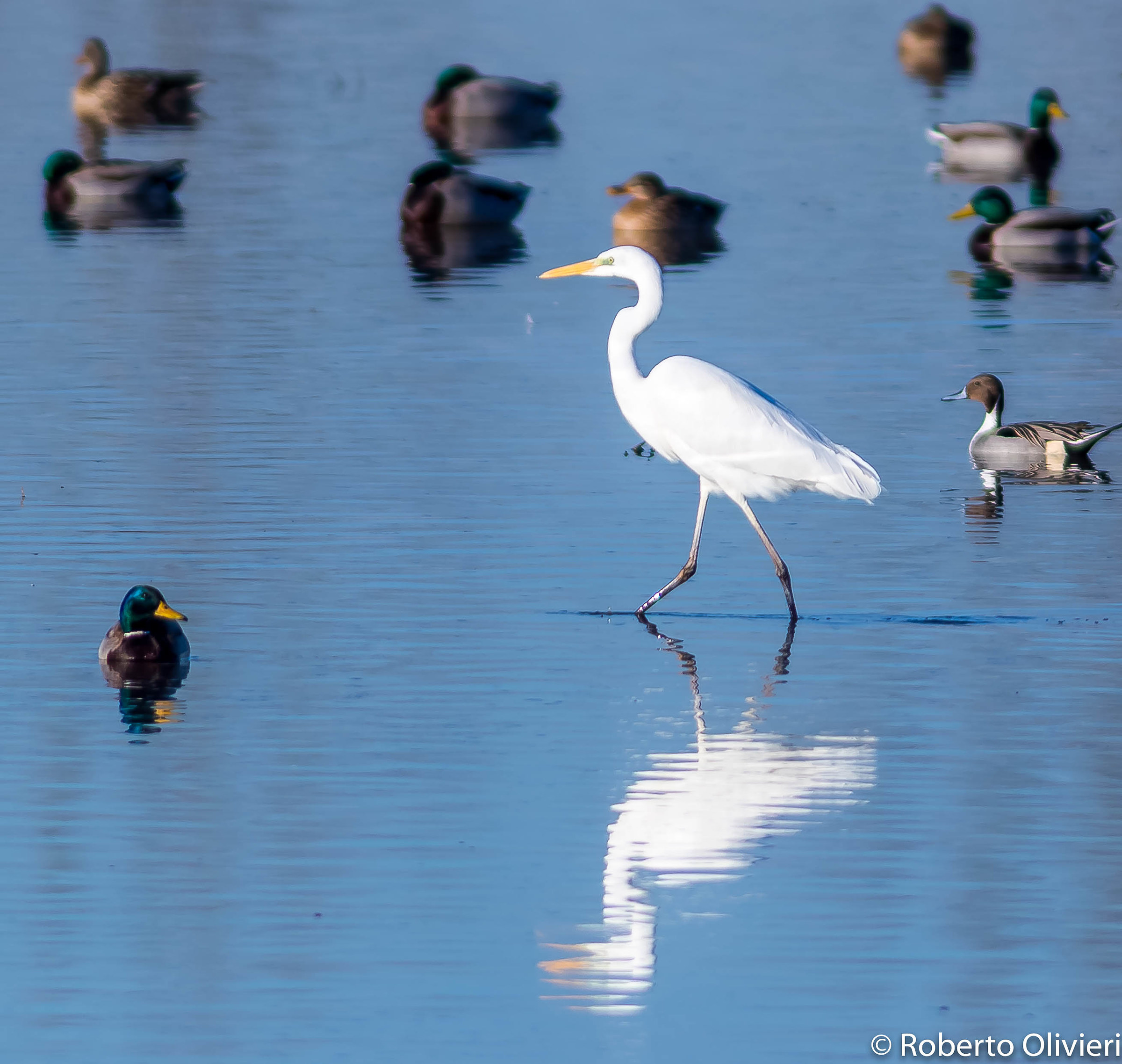 Airone bianco maggiore