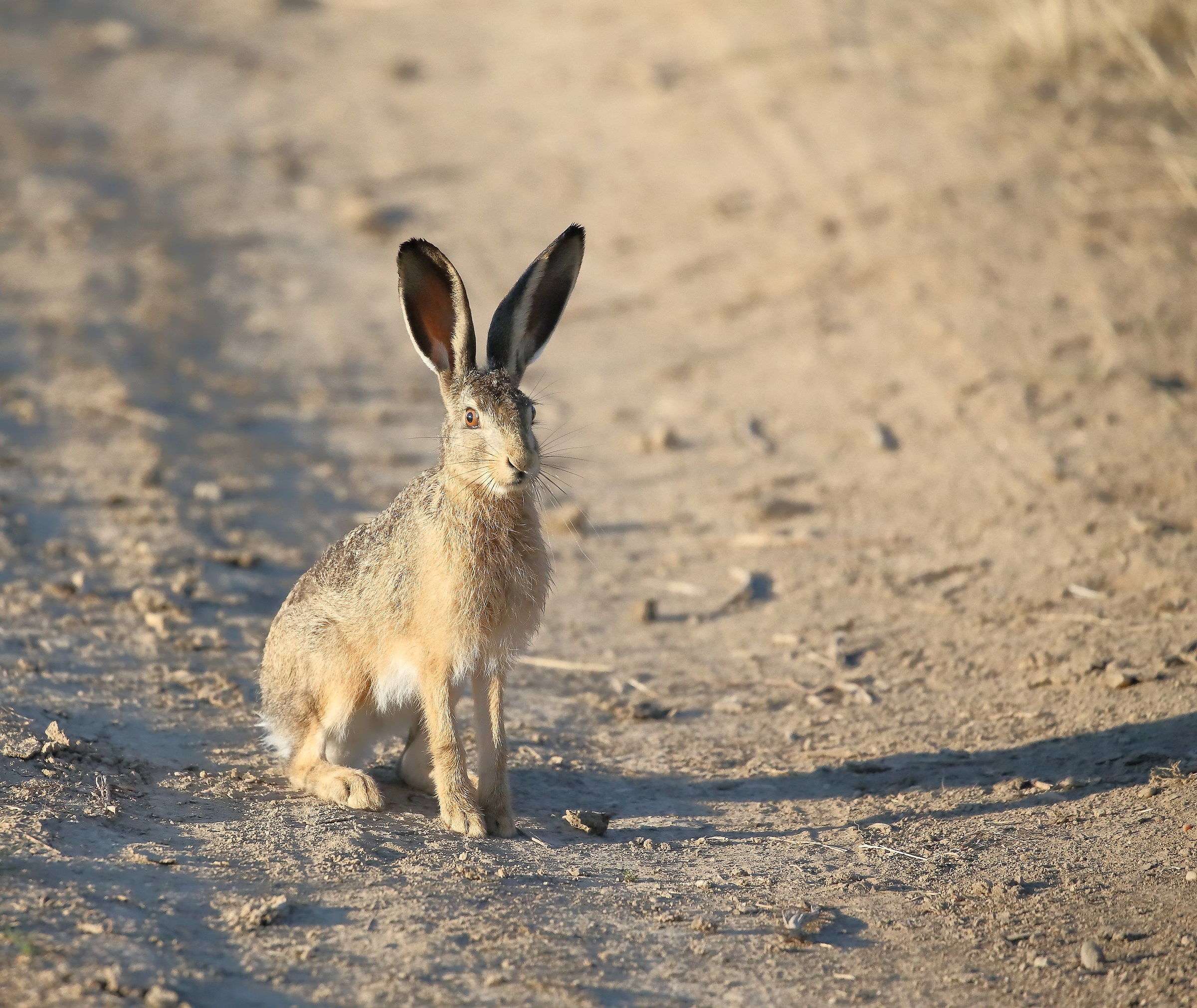European Hare