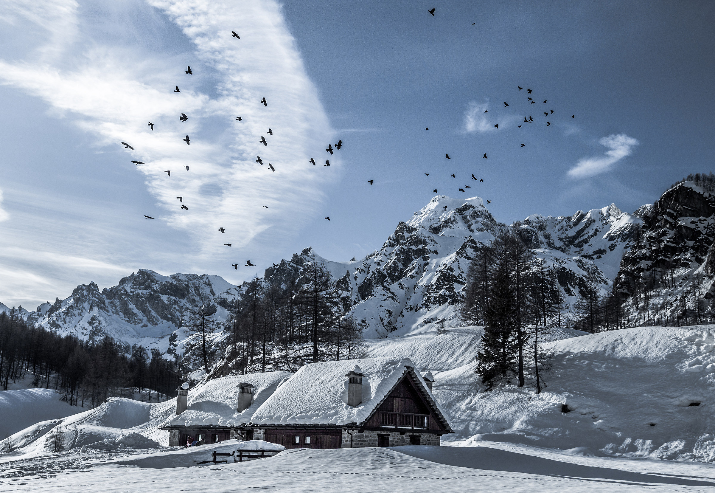 Flock of birds - Alpe Devero