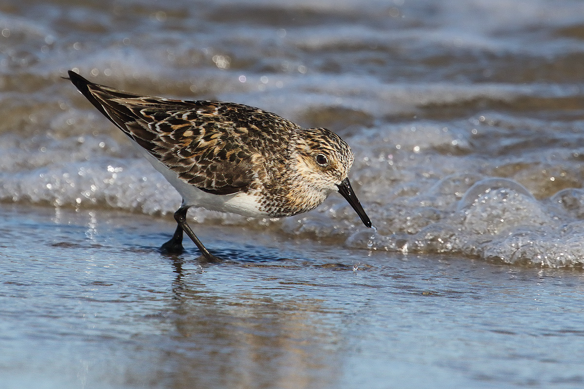 Three-toed sandpiper