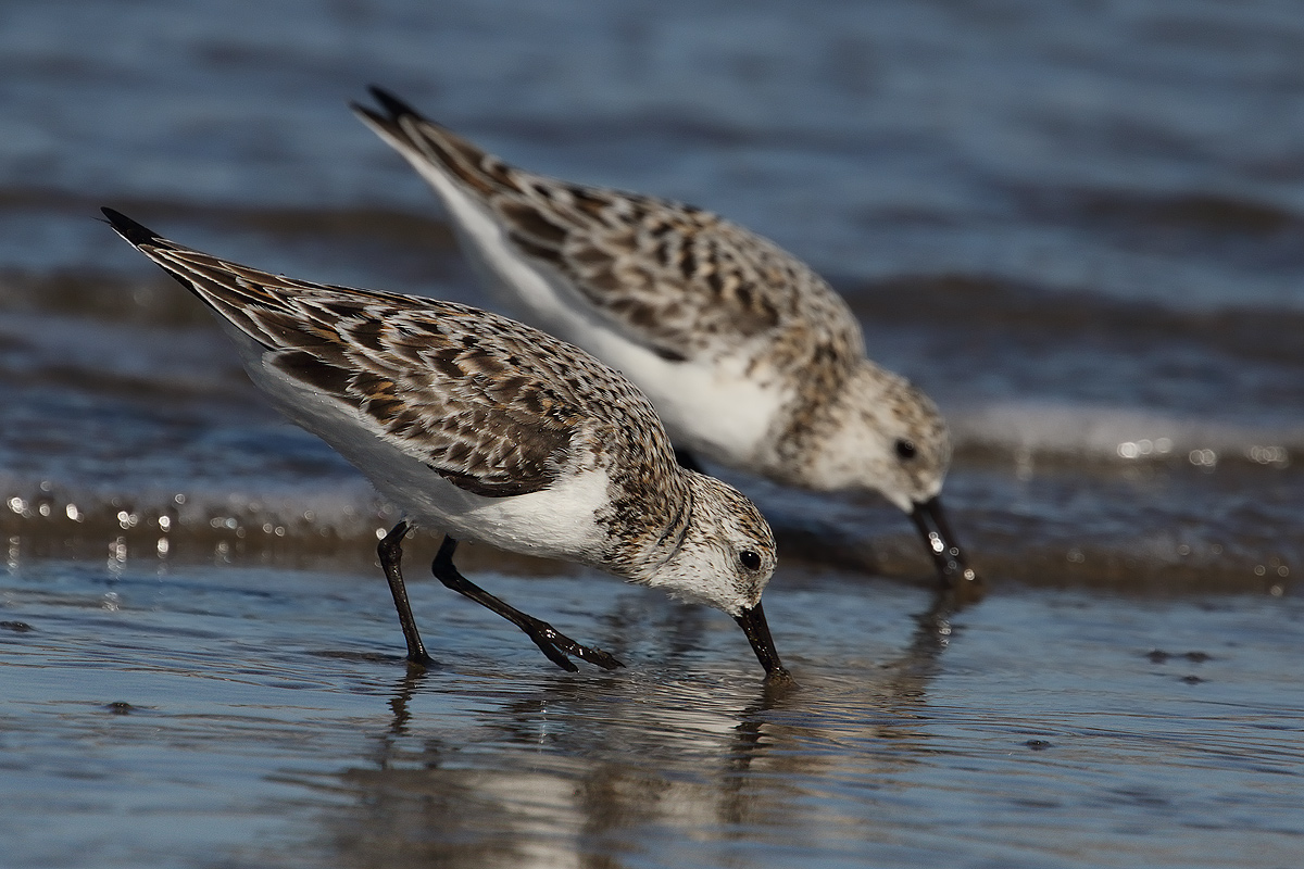 sandpipers