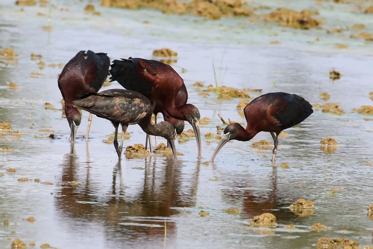 Glossy Ibis