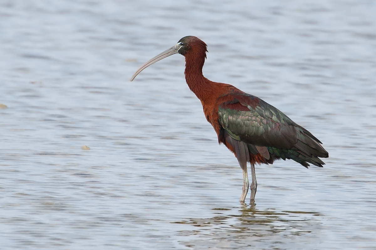 Glossy Ibis