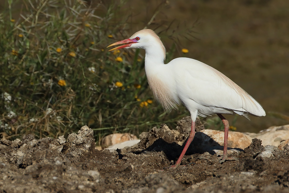 Cattle egret