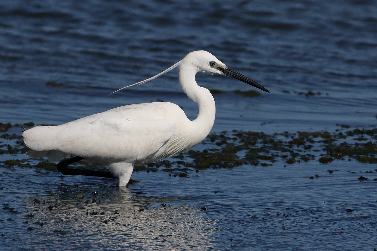 Egret