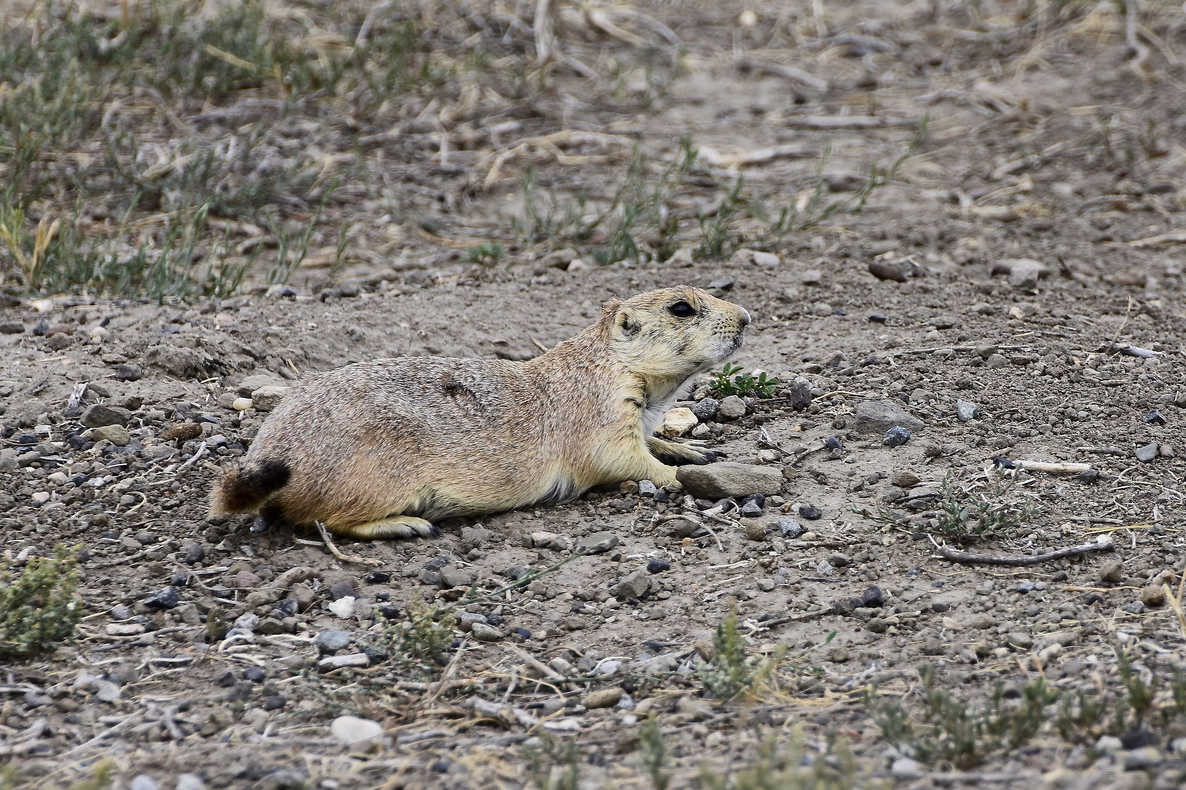 Prairie dog