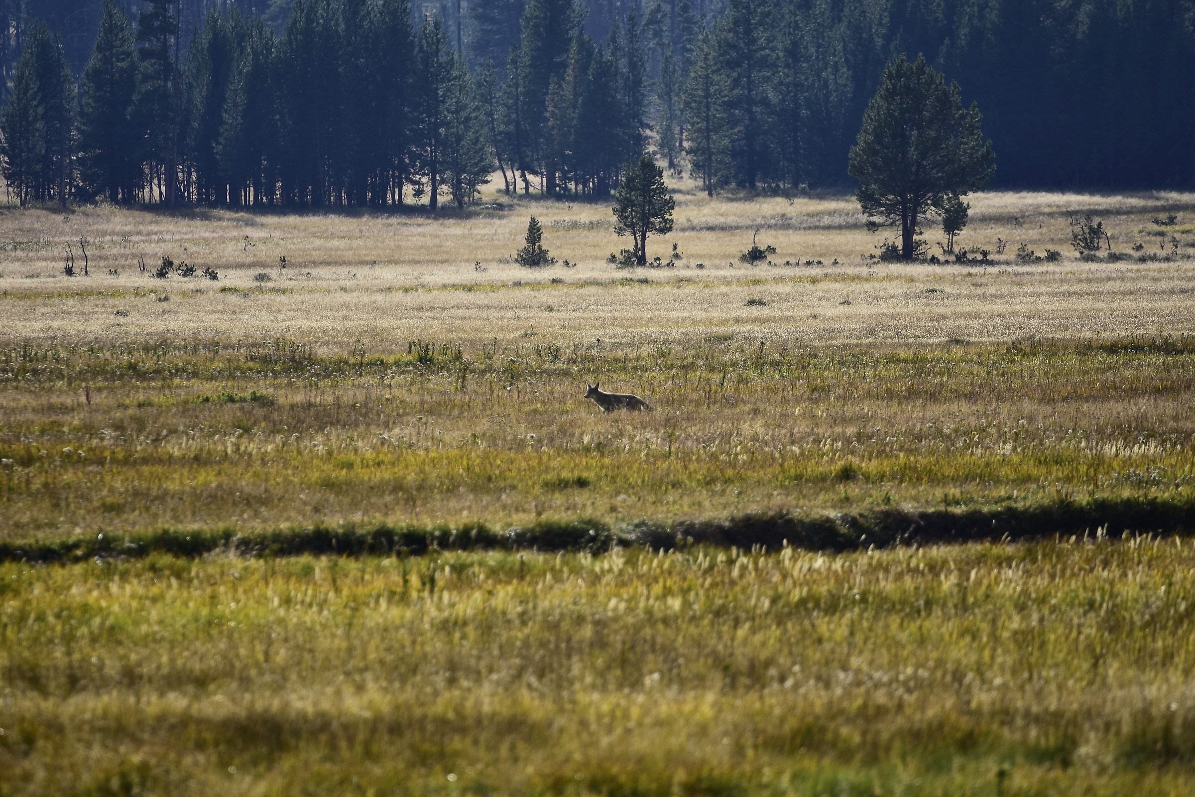 coyote at sunset