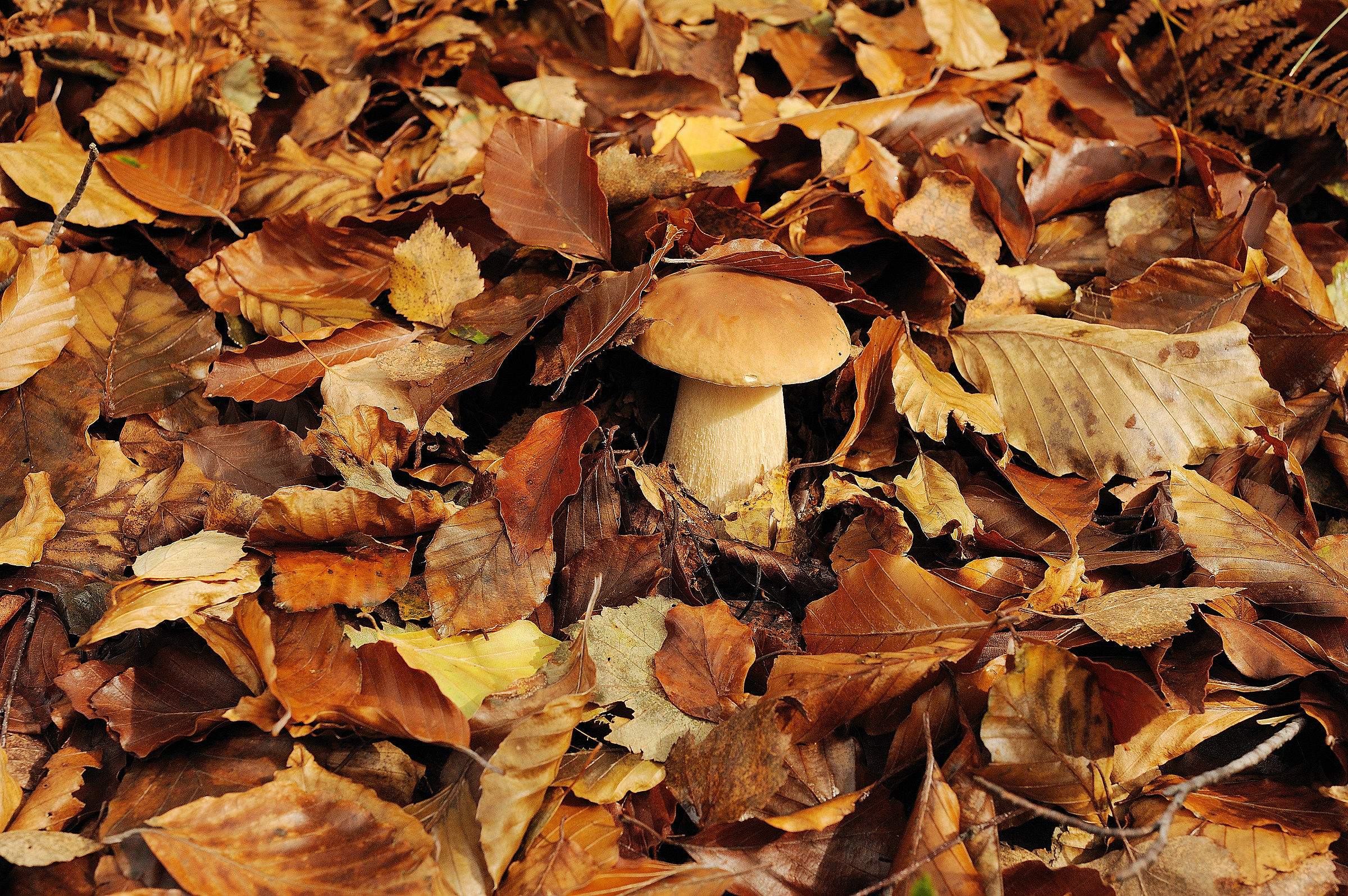 Boletus edulis