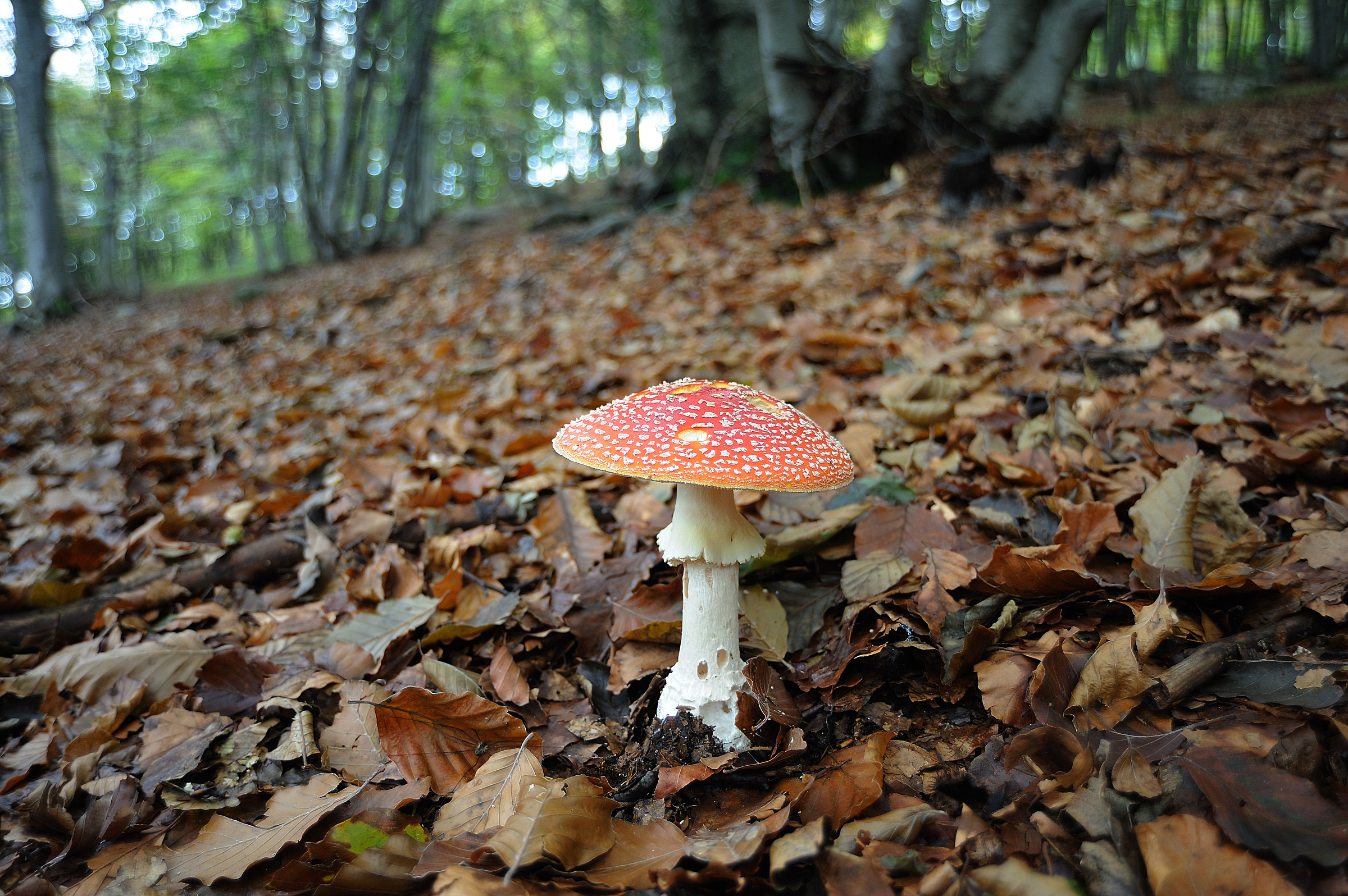 Amanita muscaria