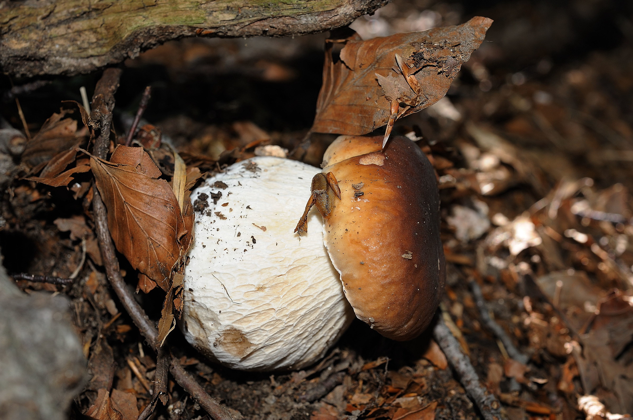 Boletus edulis