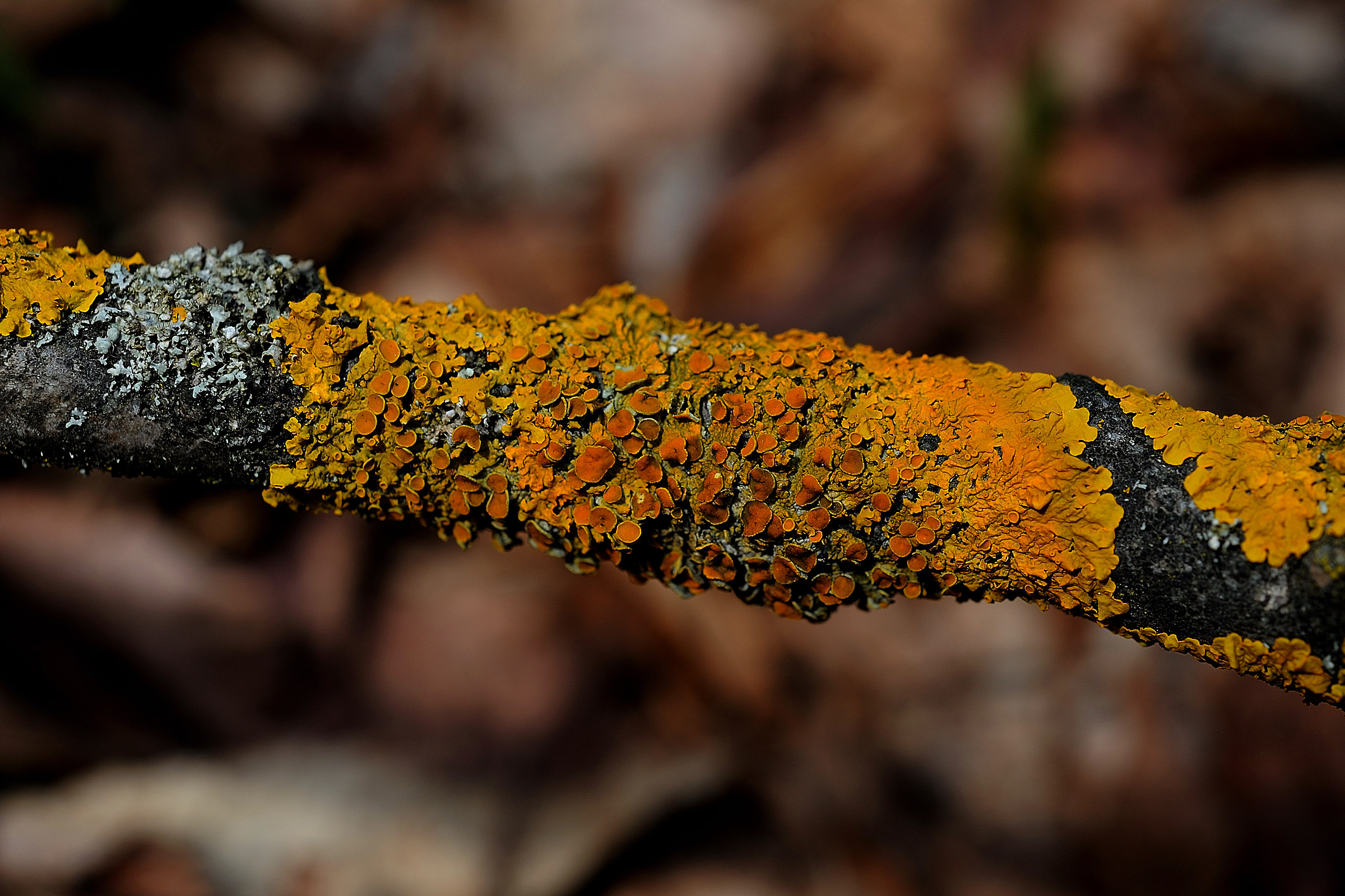 Xanthoria parietina