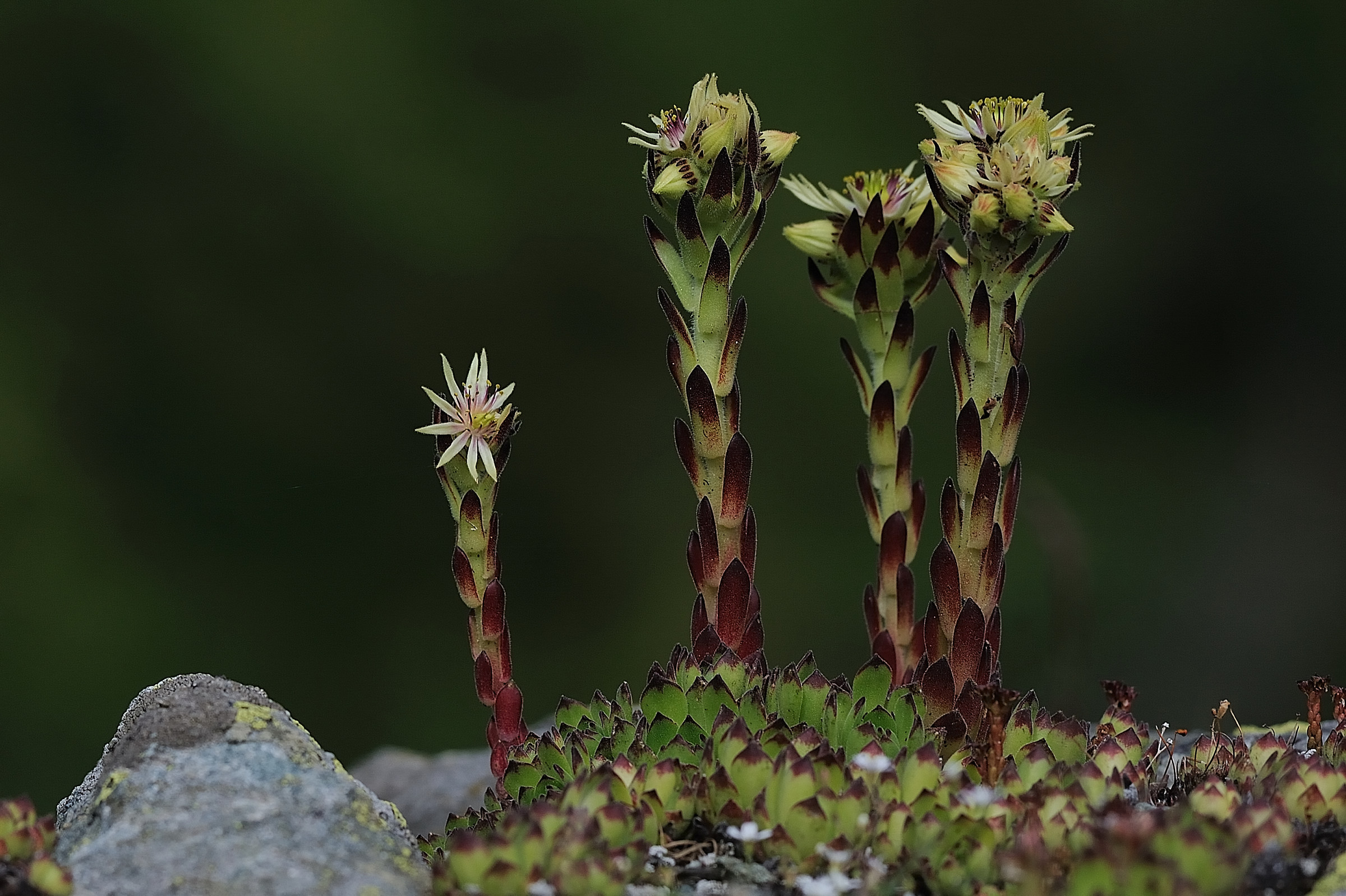 Sempervivum grandiflorum