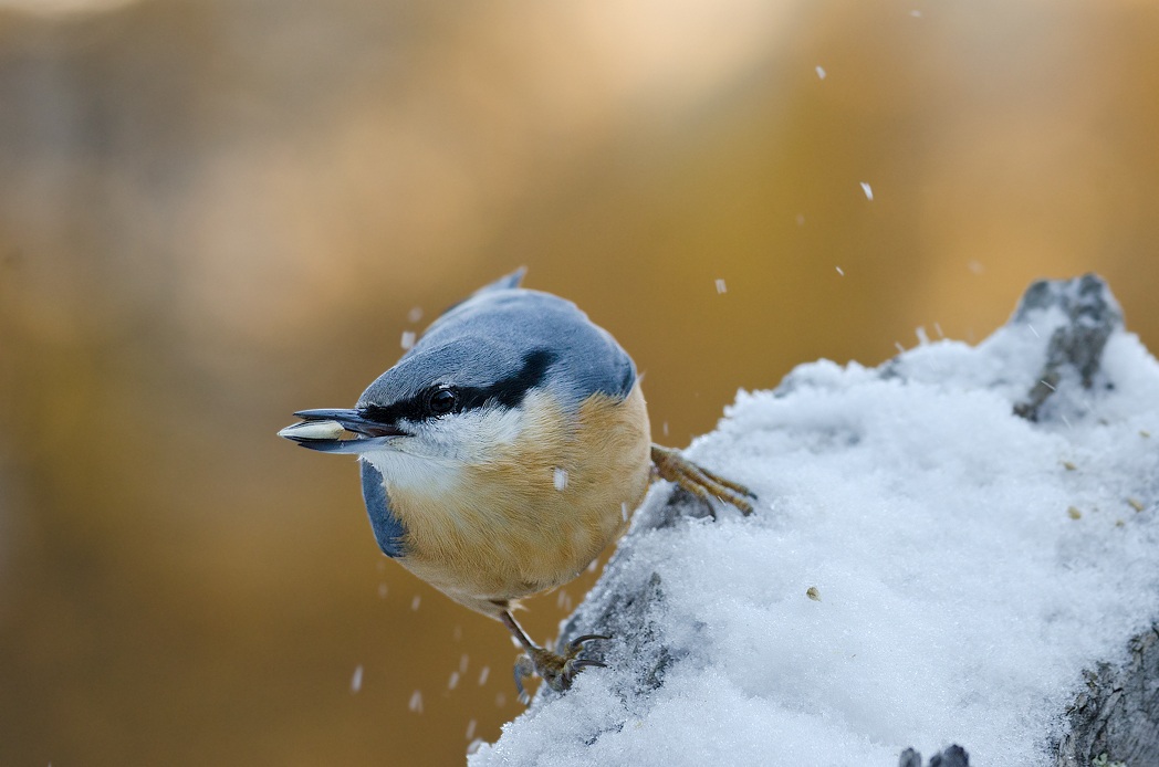 Picchio Muratore Schizzato
