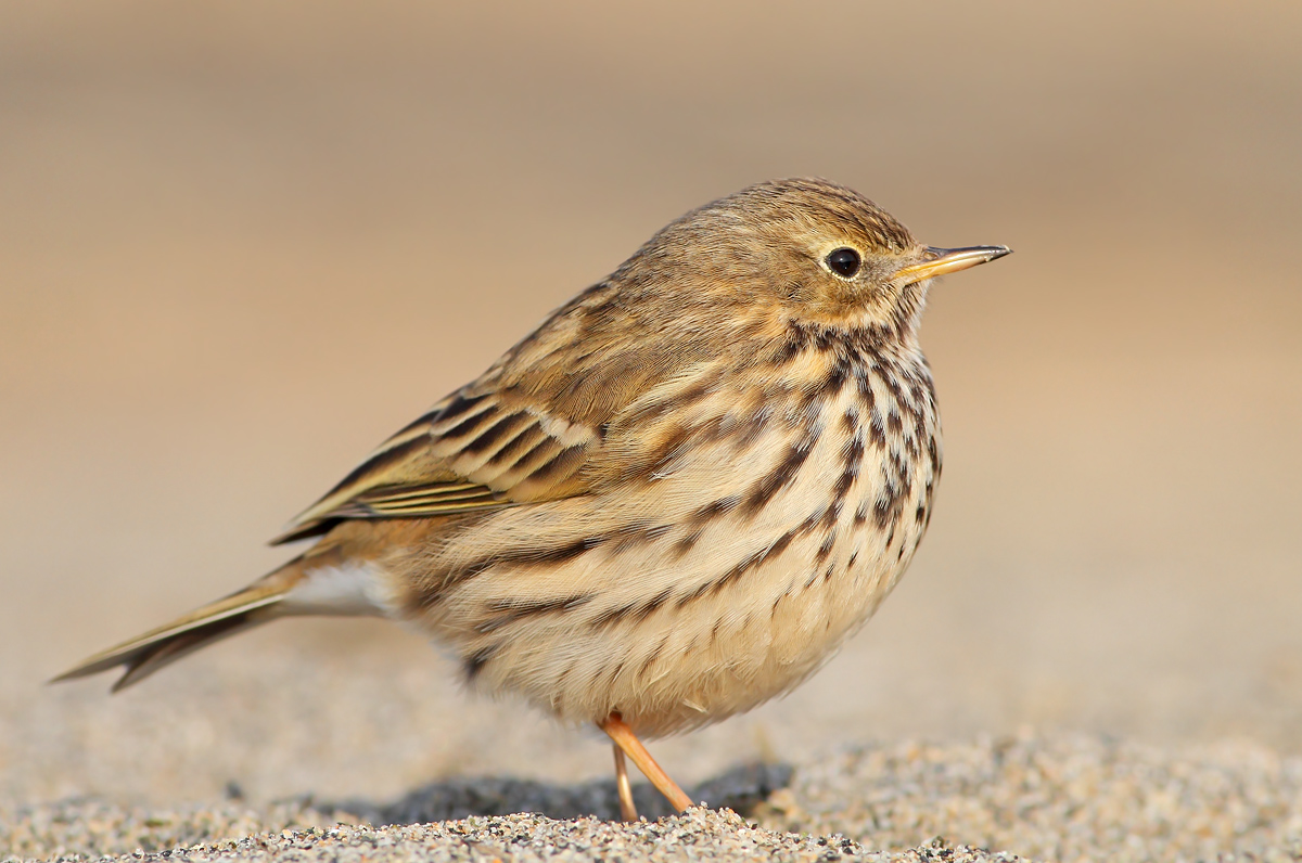 Pipit