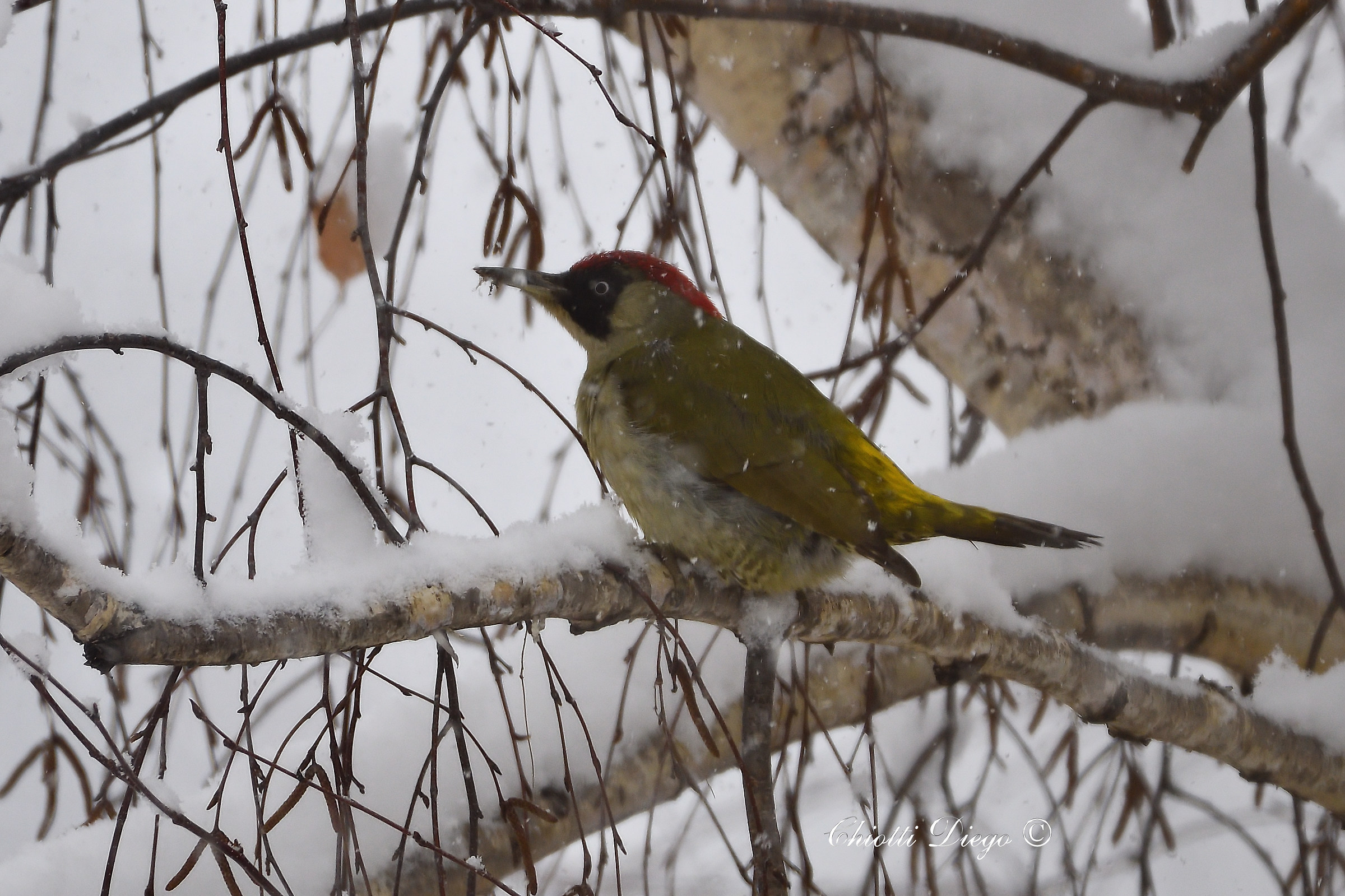 Green woodpecker in the blizzard