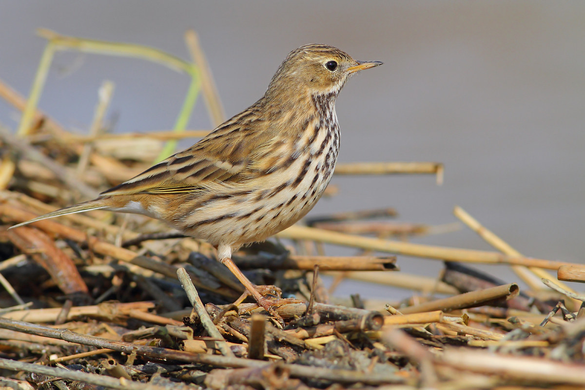 Pipit