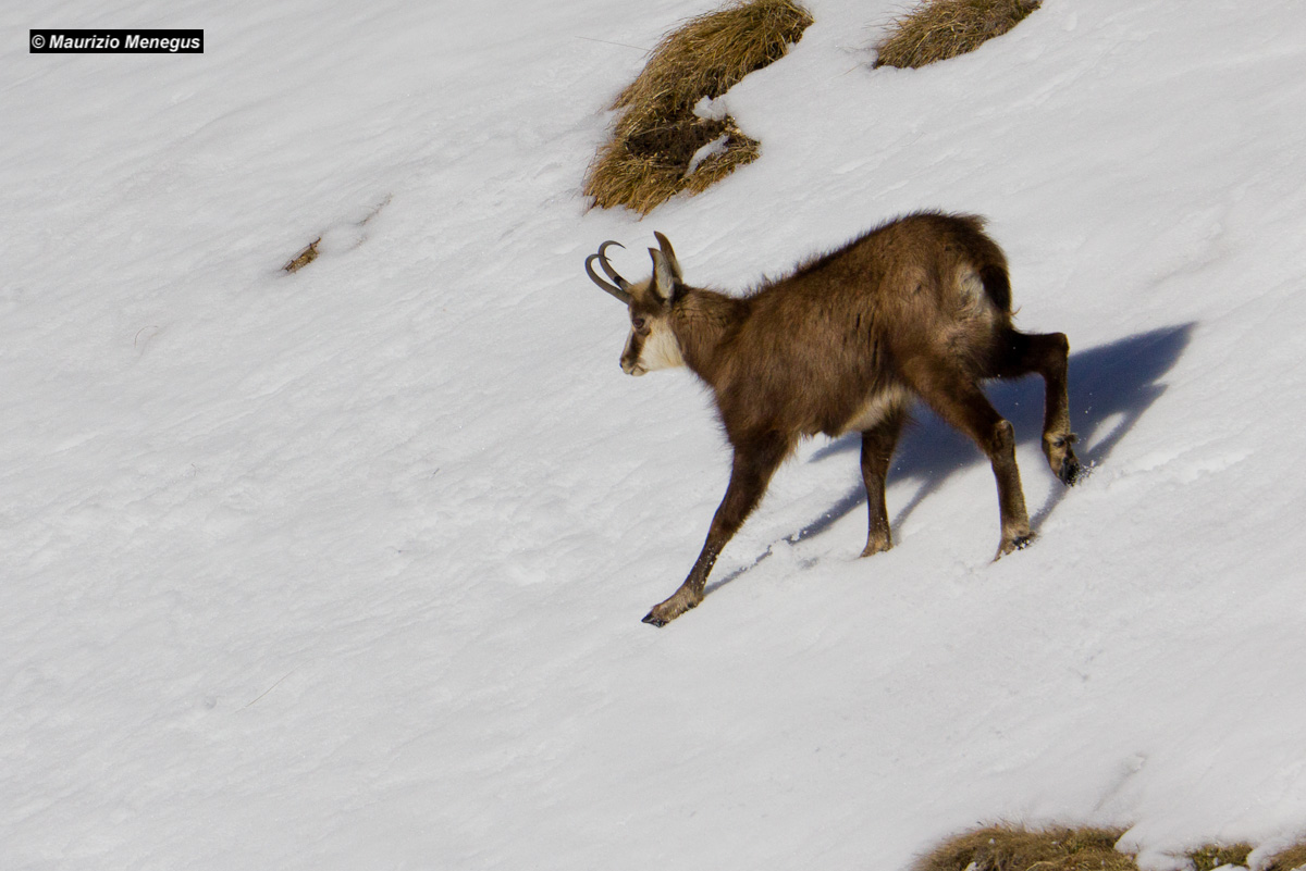 Chamois in March