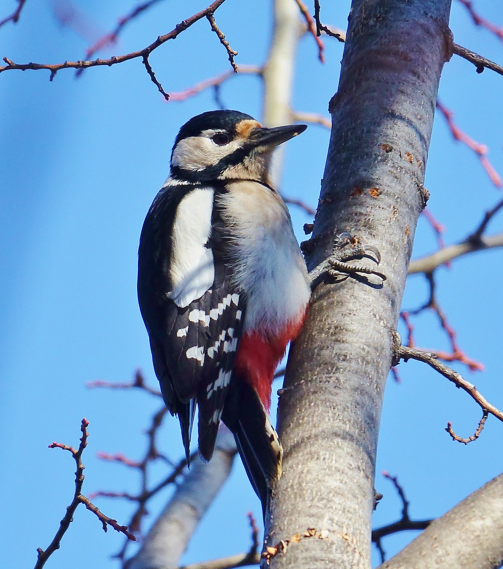 great spotted woodpecker