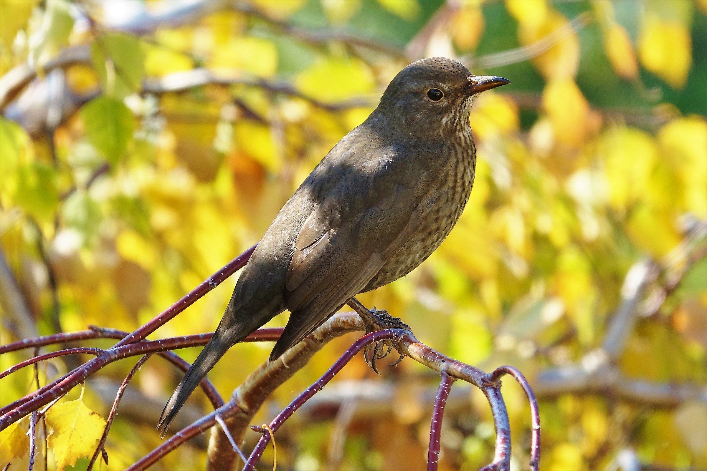 female blackbird