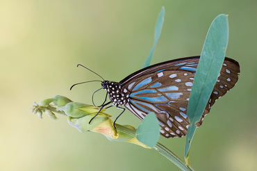 Tirumala limniace
