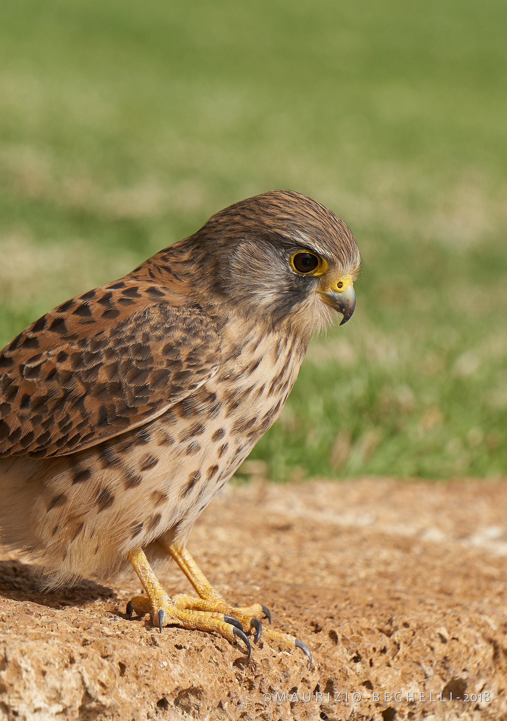 portrait of Kestrel
