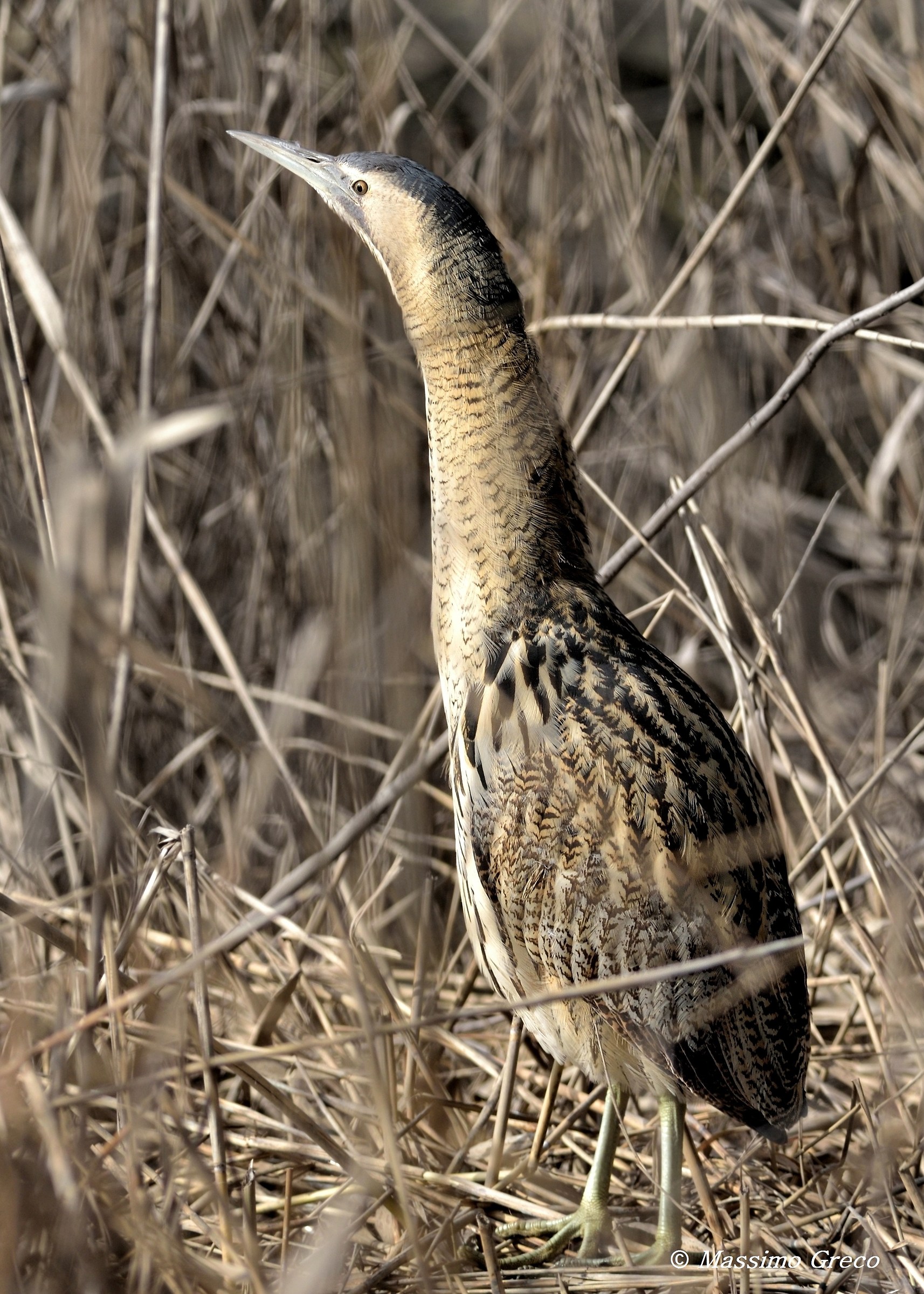 Bittern (Botauris stellaris)