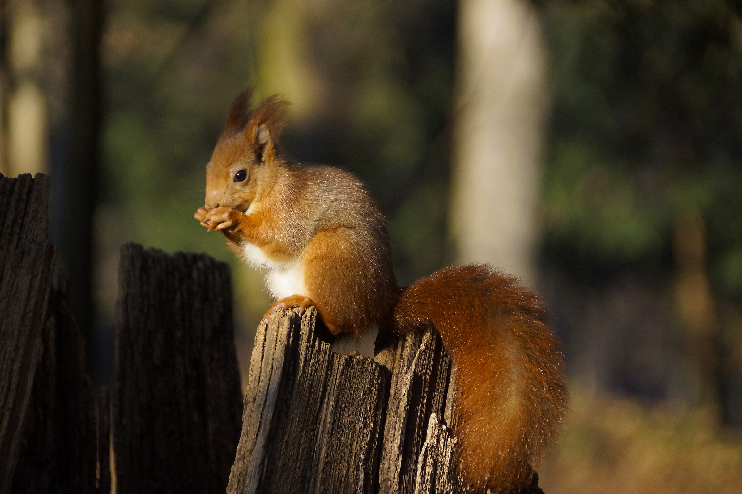 squirrel at the Monza park