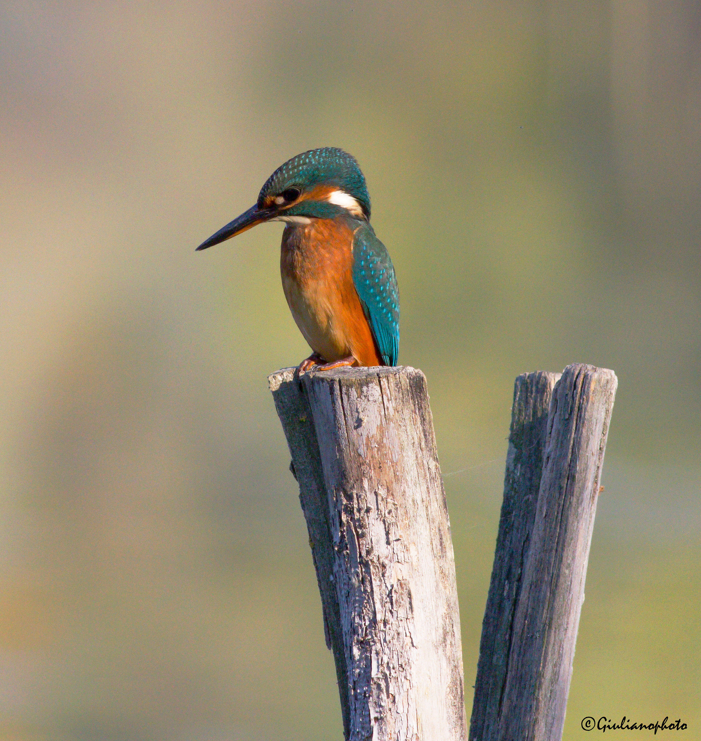 Kingfisher
