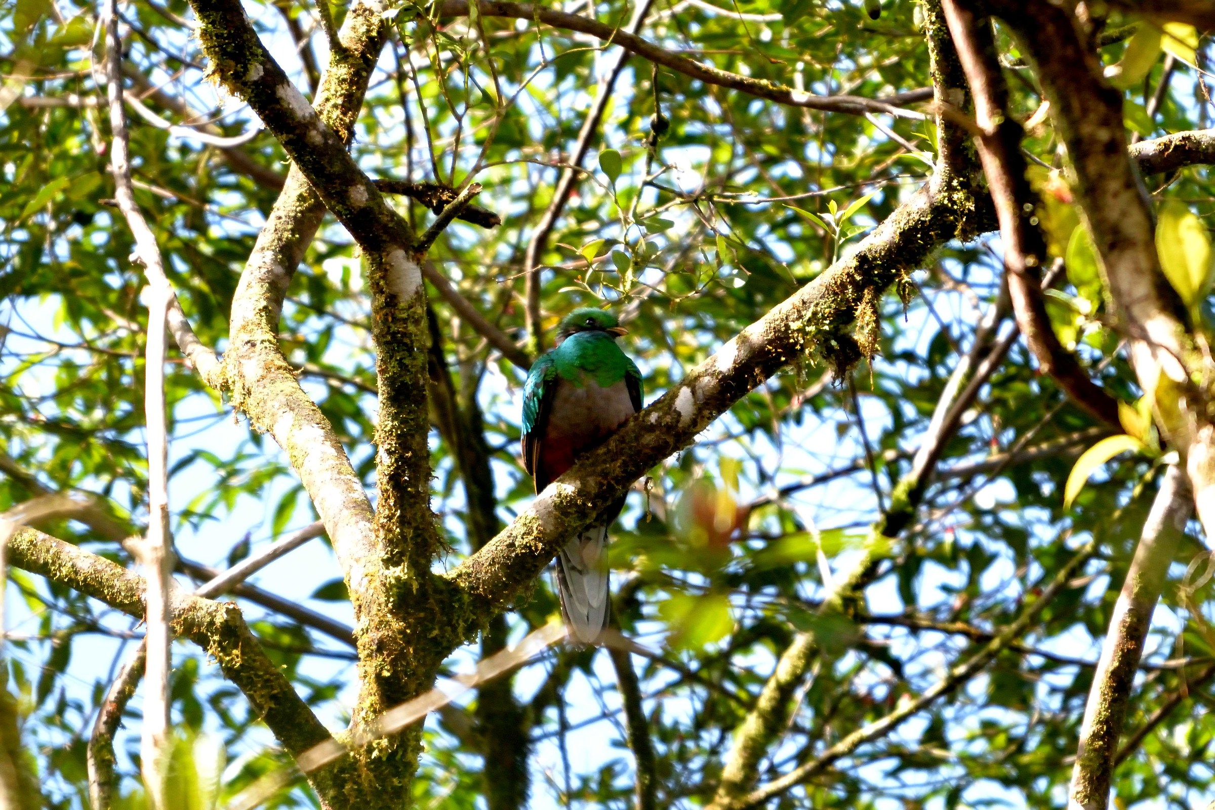 Un quetzal femmina