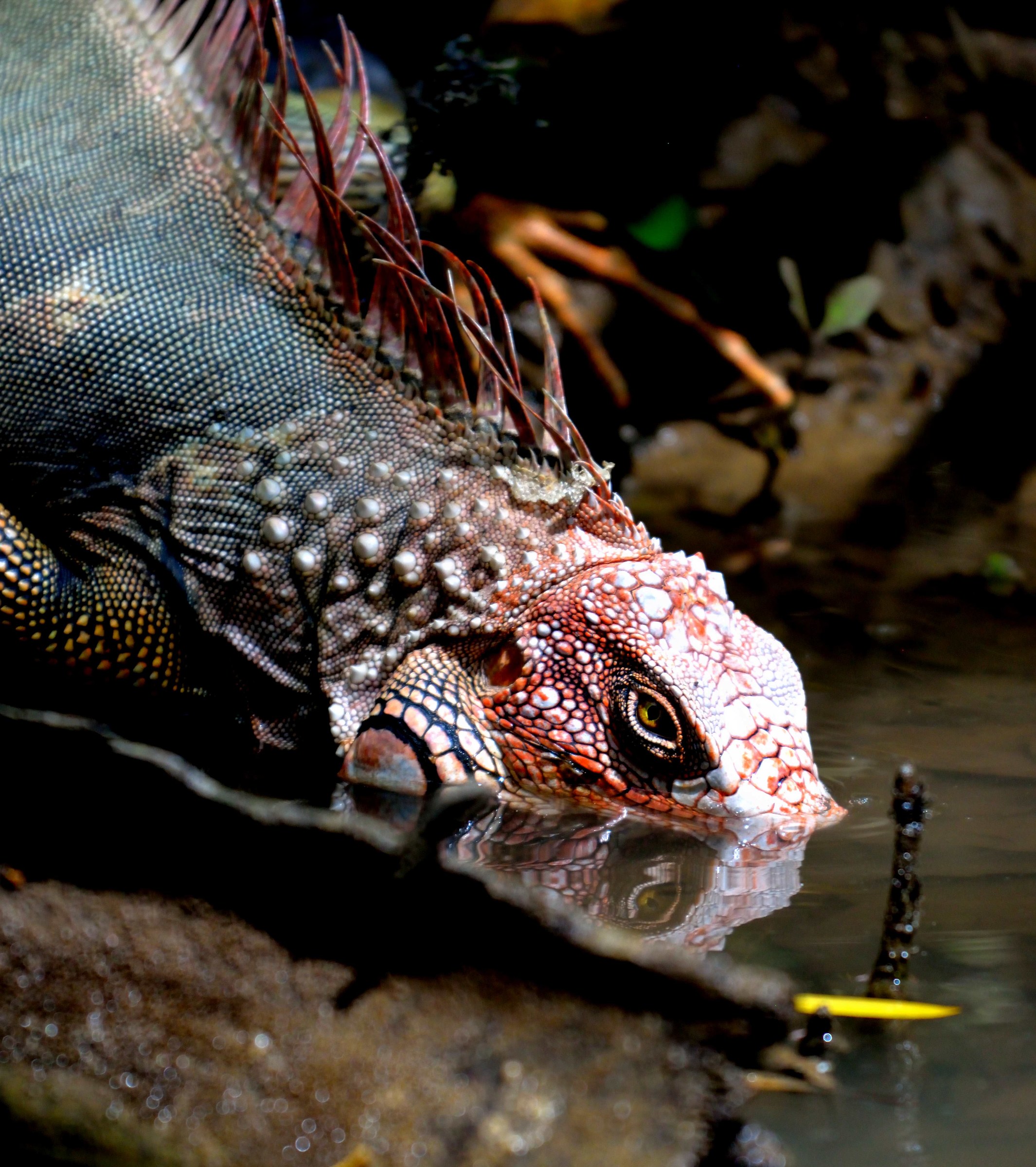 Iguana che si abbevera