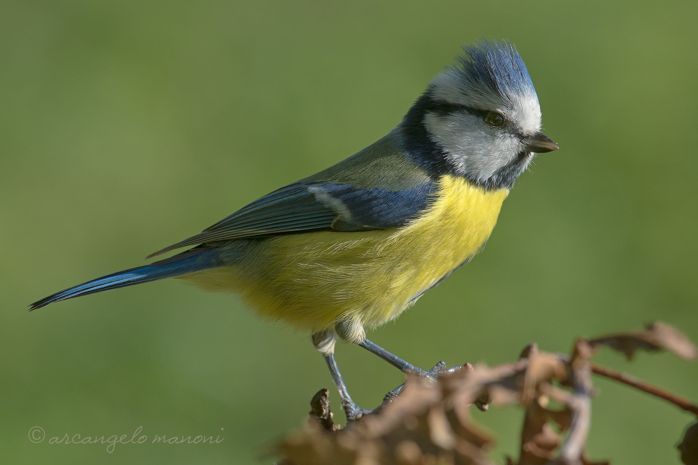 Grazing light for the titmouse