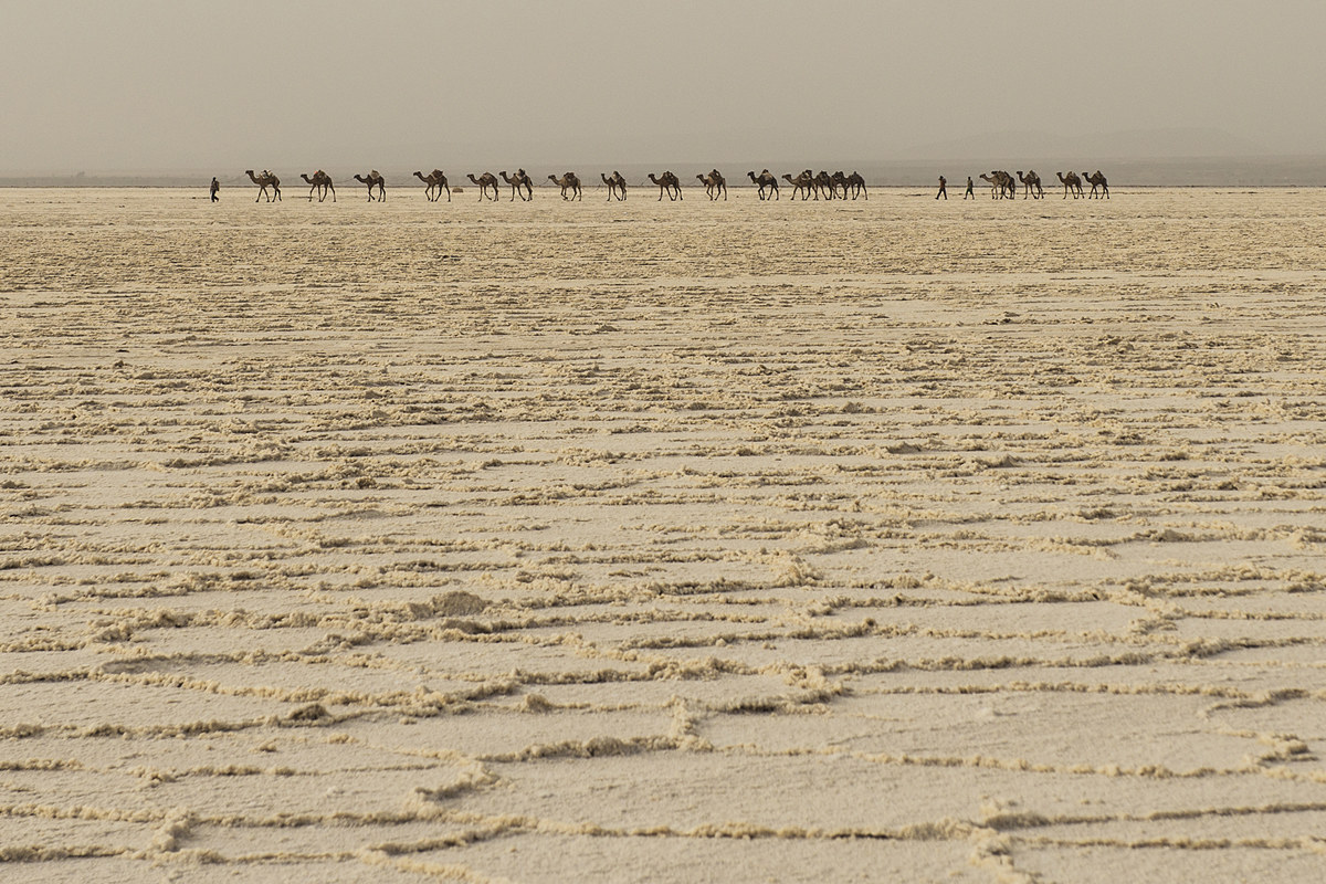 Salt caravan (Dancalia)