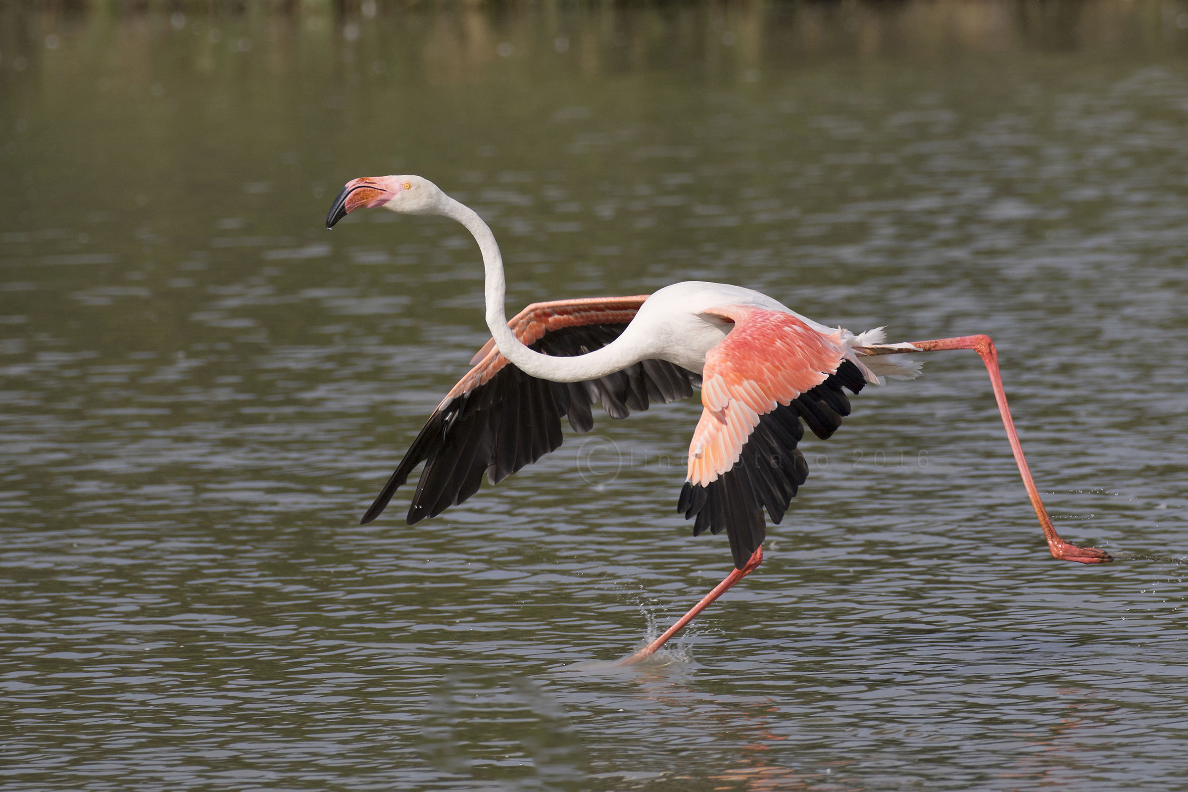 Tutto OK....iniziamo il decollo.