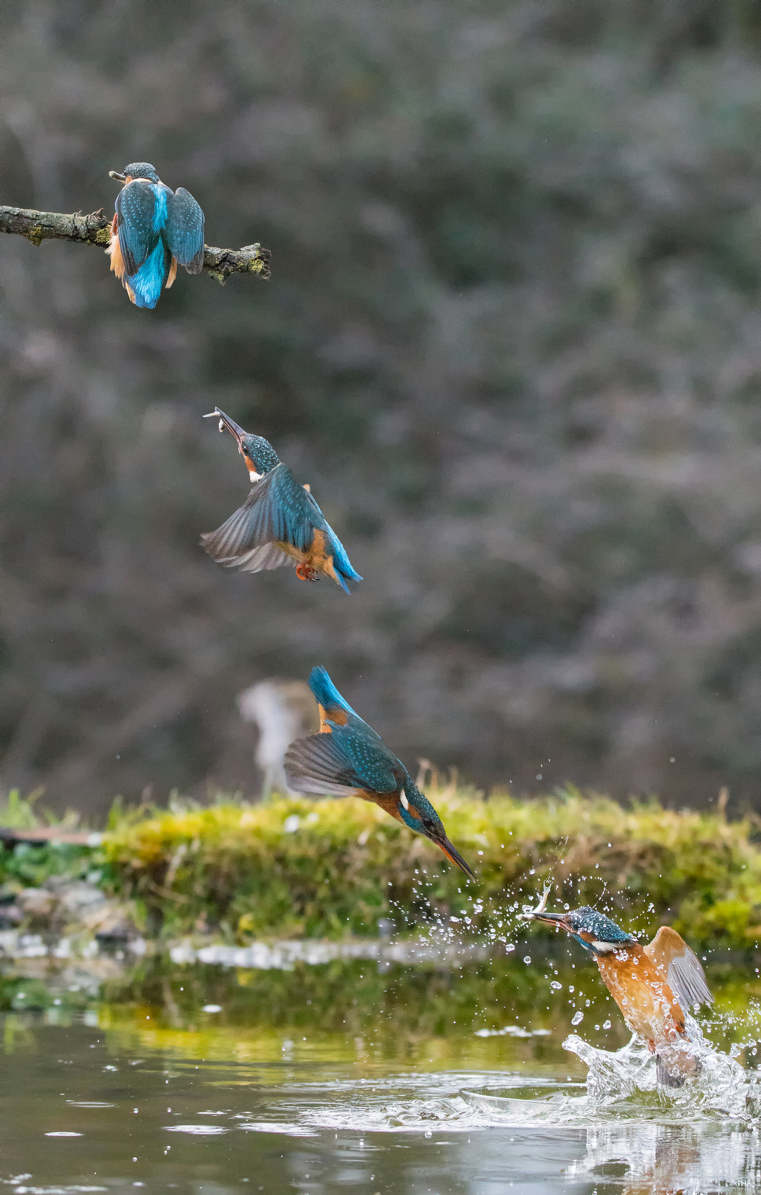 Kingfisher