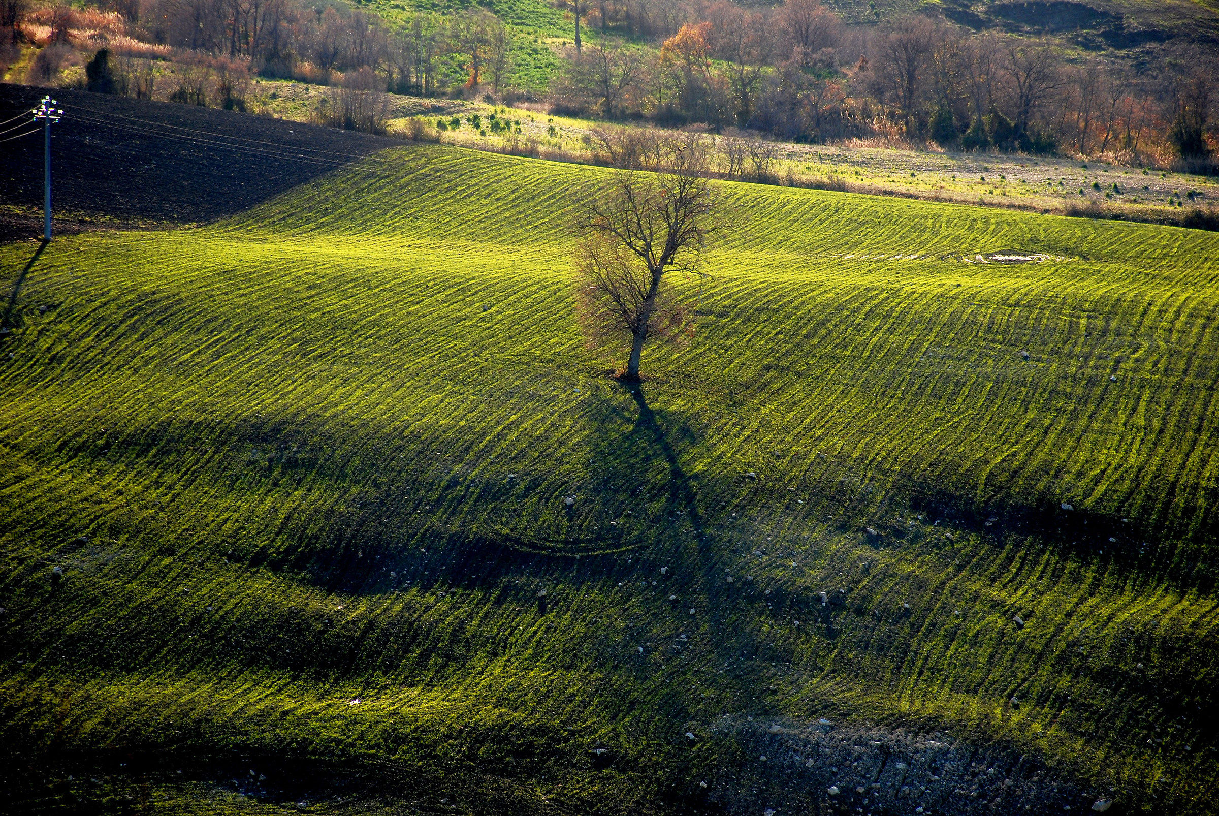 Schierato al Centrocampo
