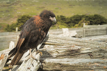 Phalcoboenus australis