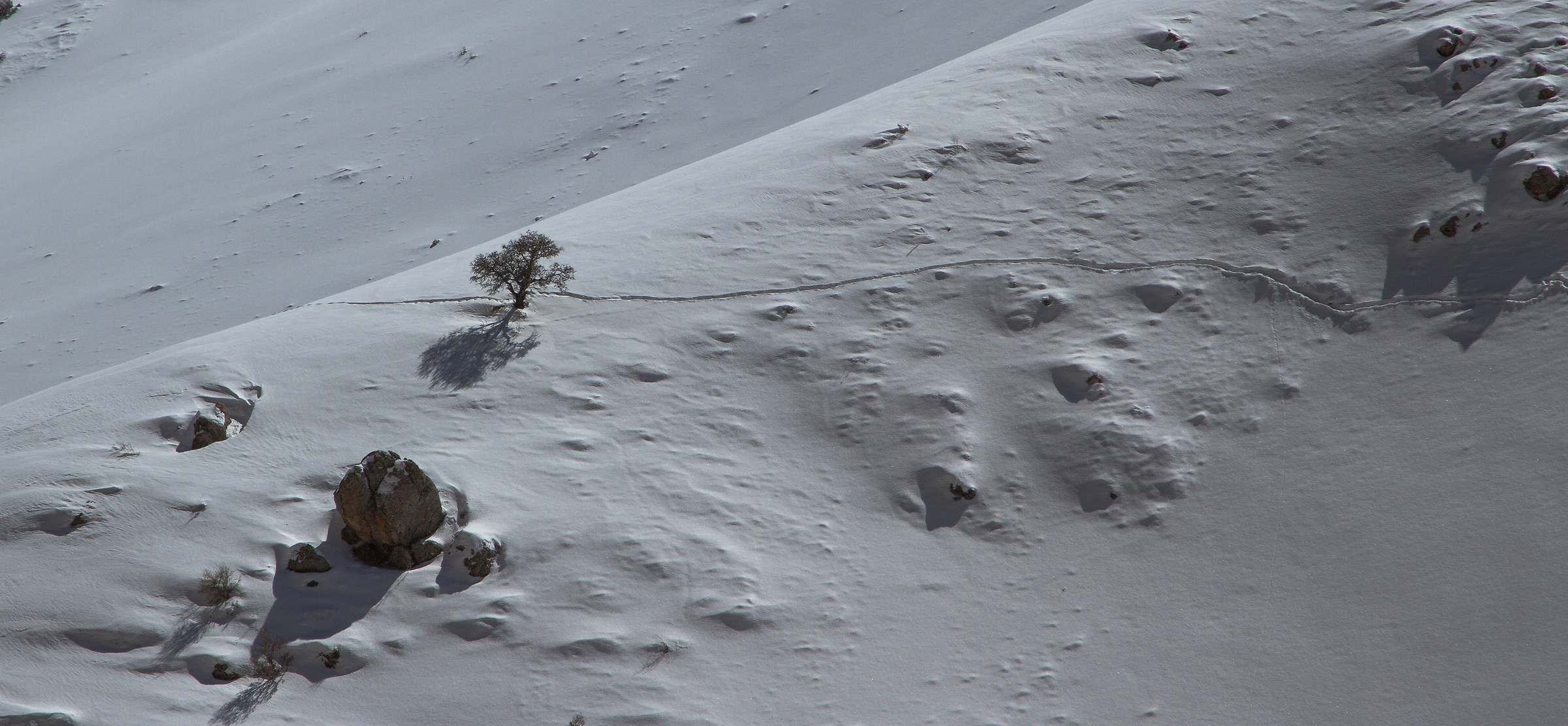 Unico albero nel mezzo dell'inverno.