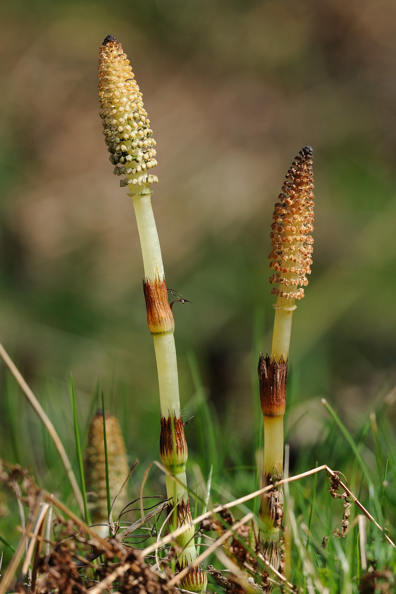 Equisetum telmateja