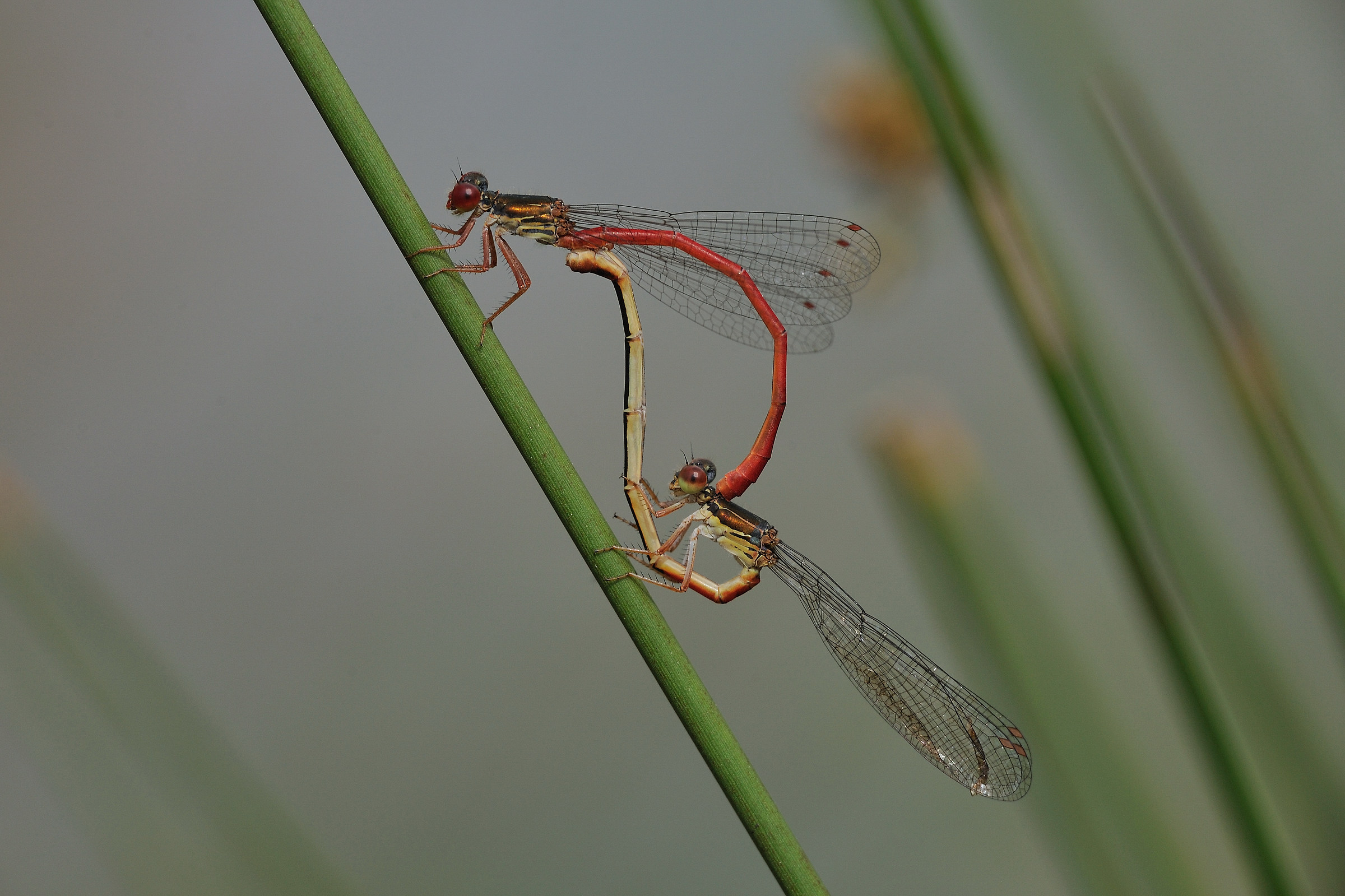 Ceriagrion tenellum
