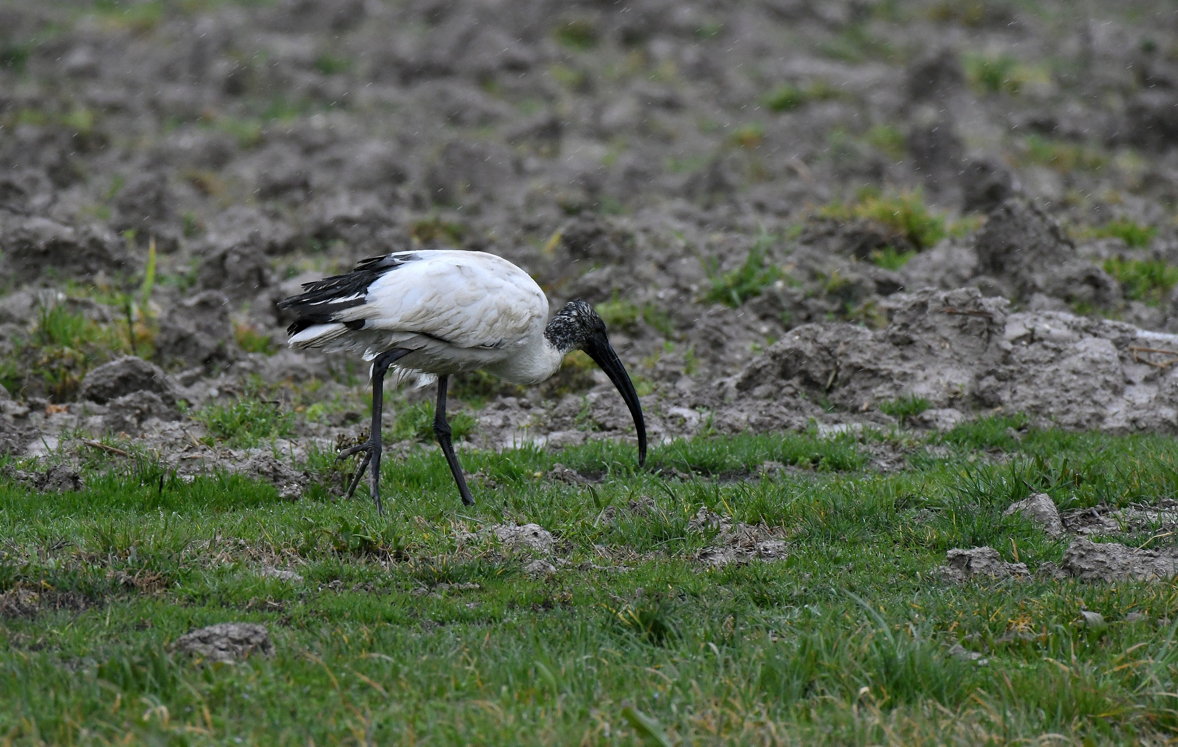 ibis