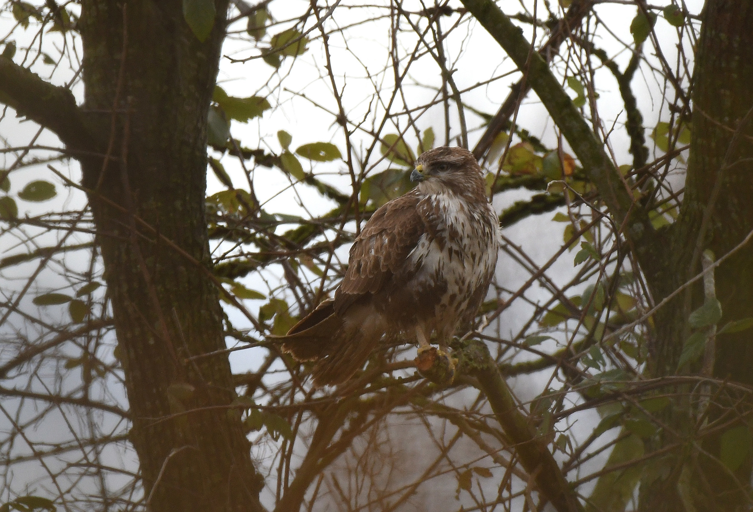 relaxed buzzard