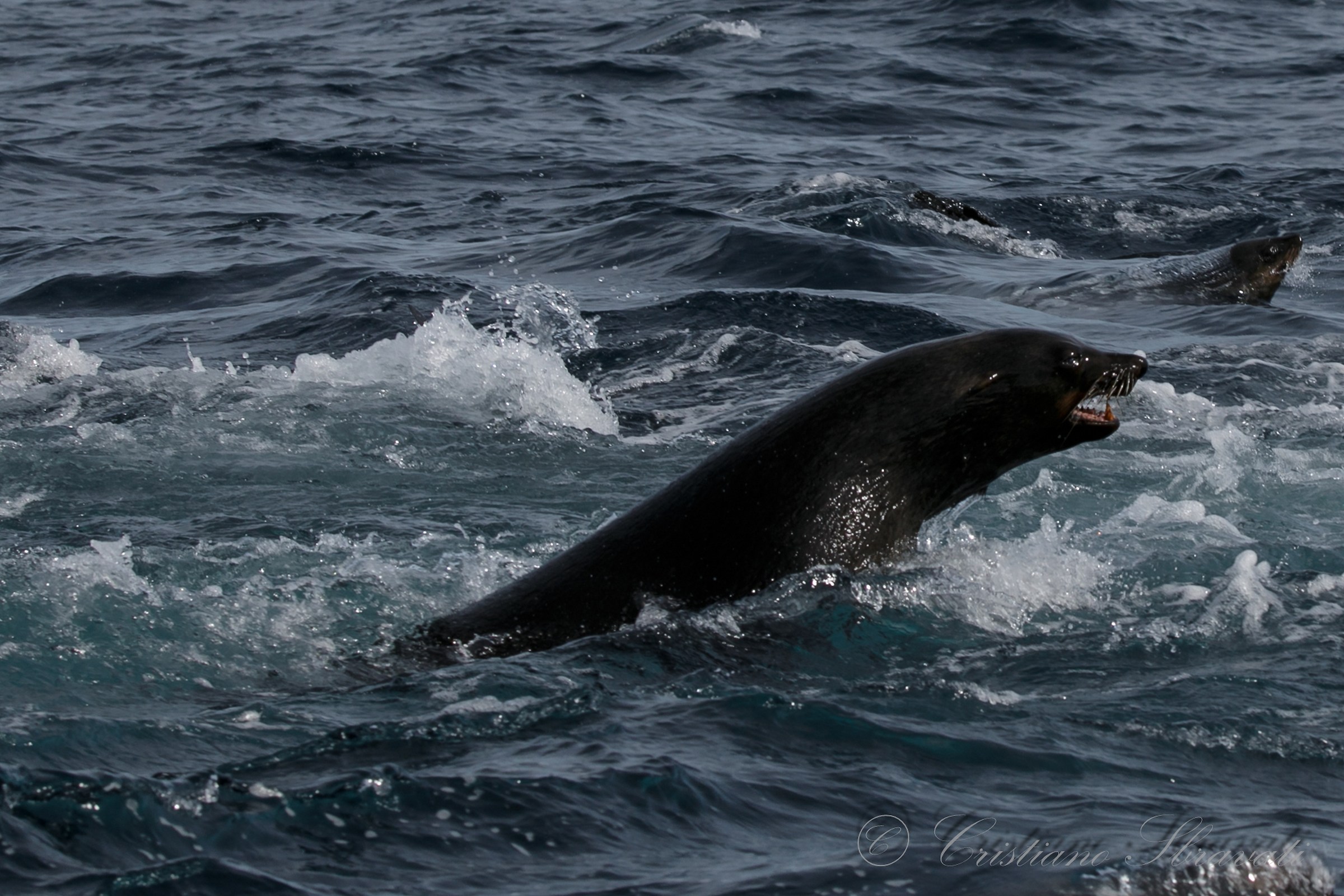 Otaria Orsina del Capo in caccia