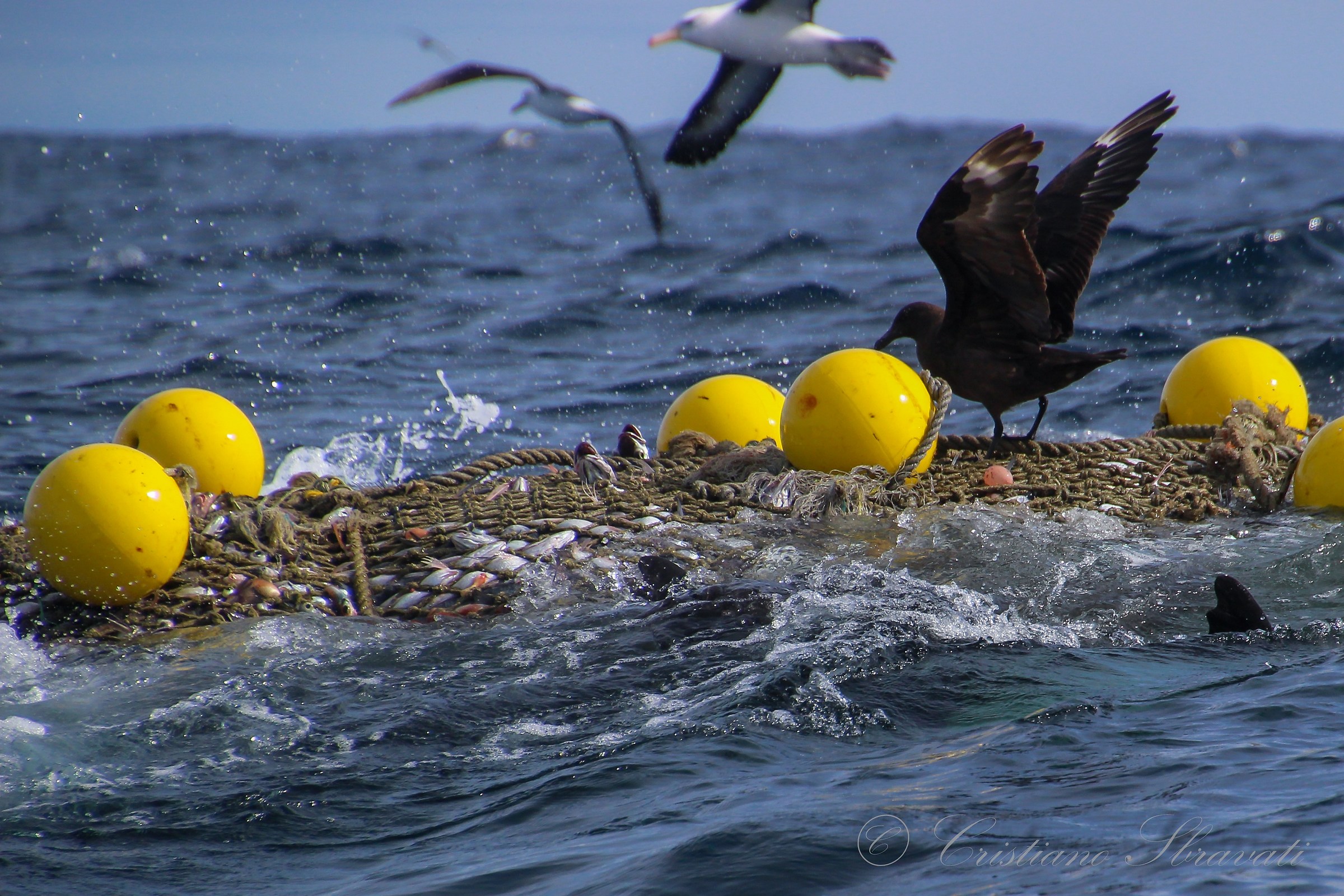 Trawl networks - life and death