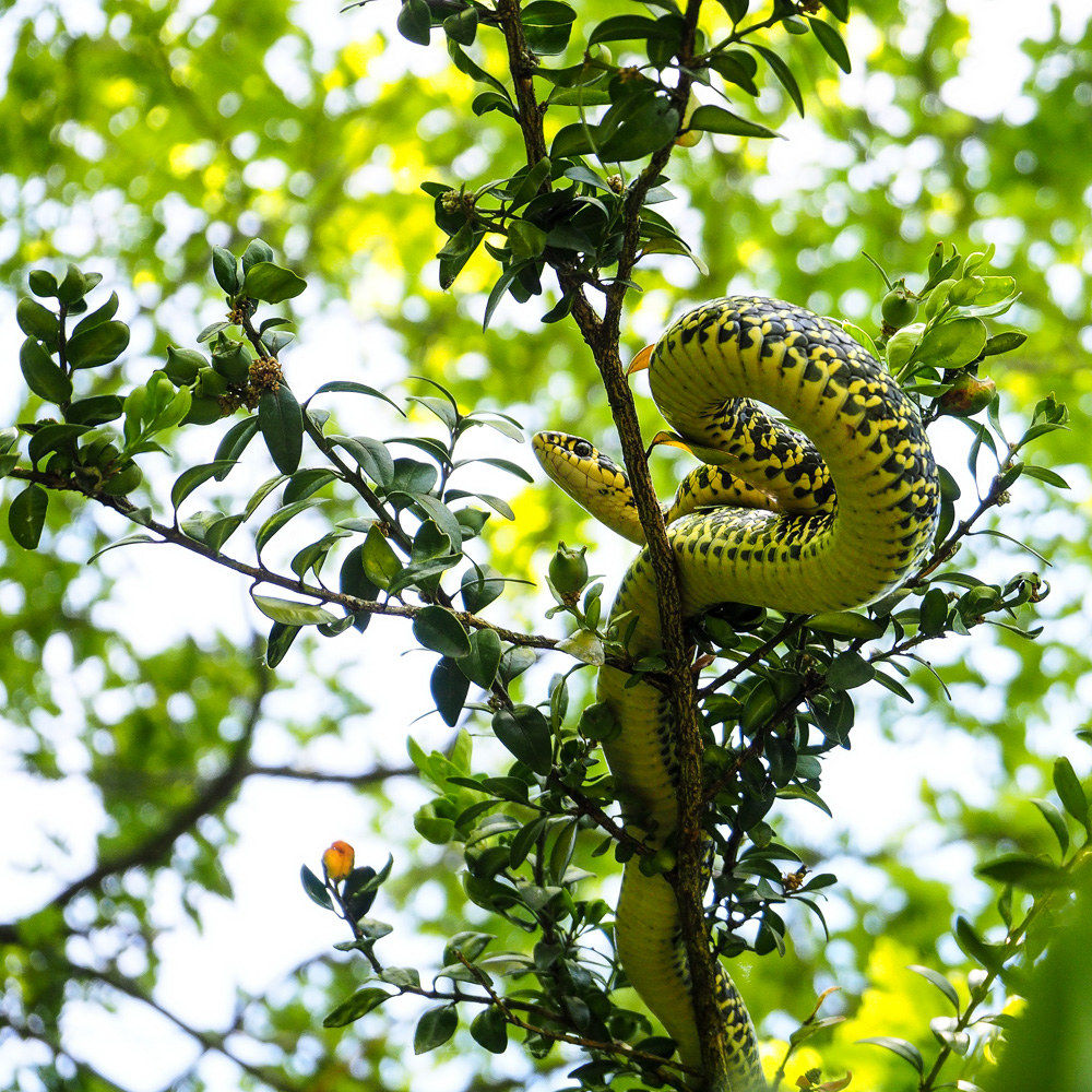 Biacco in Valle Grana