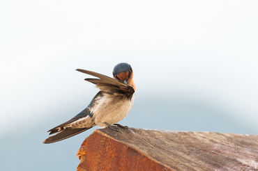 Hirundo tahitica