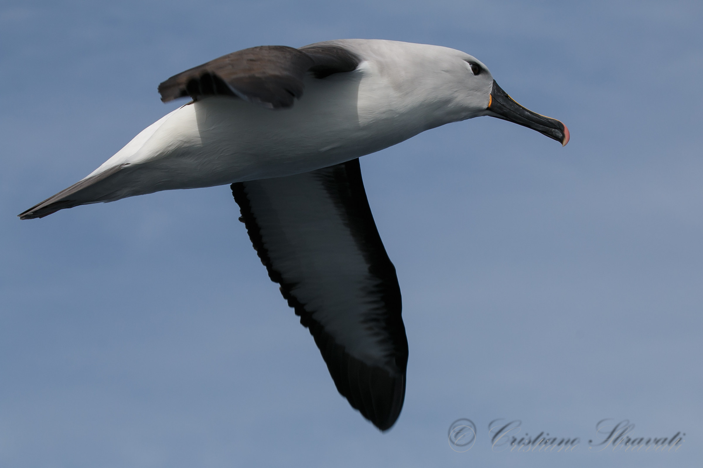 Indian Yellow-nosed Albatross ad