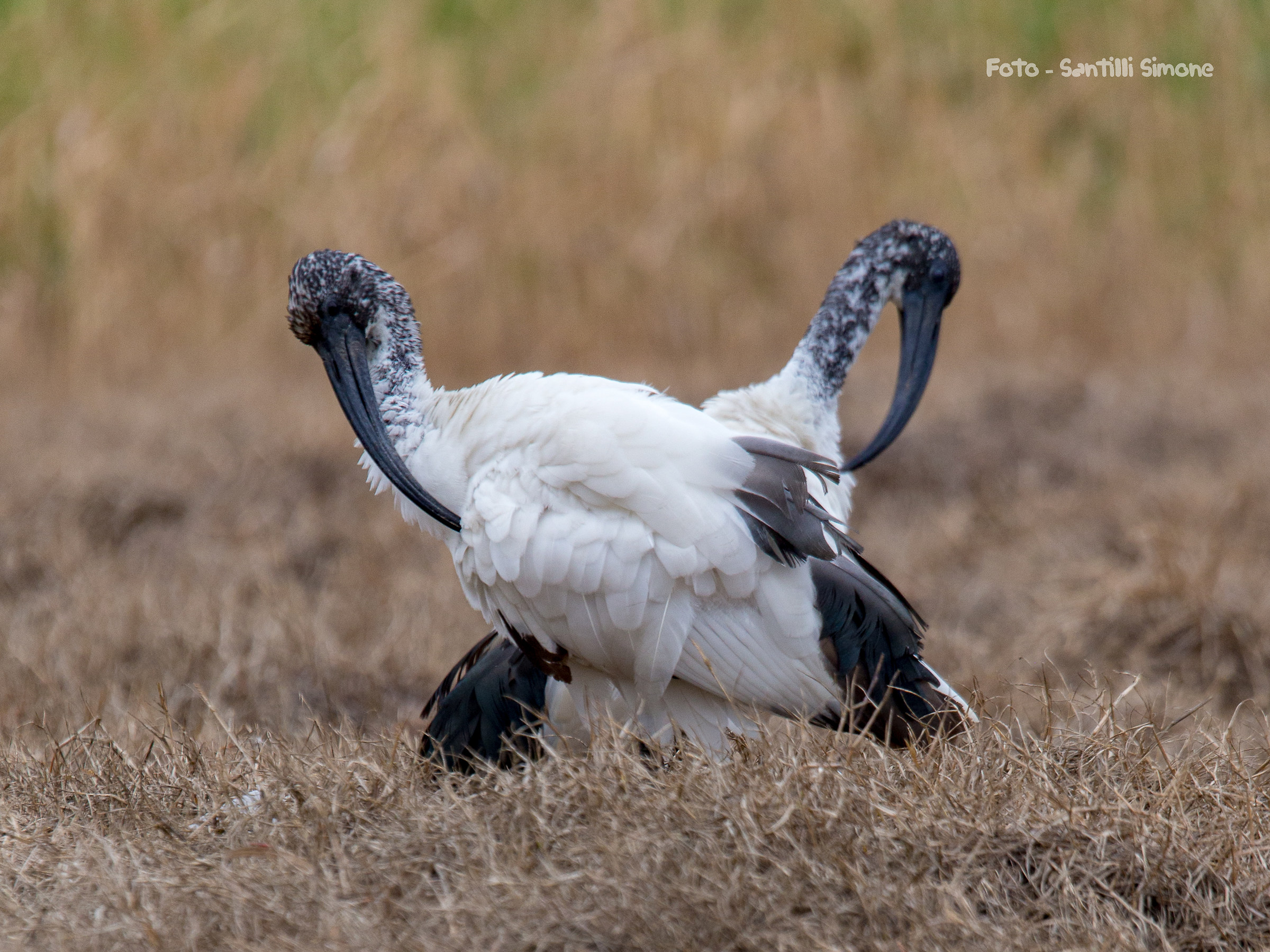 pulizia in sincronia